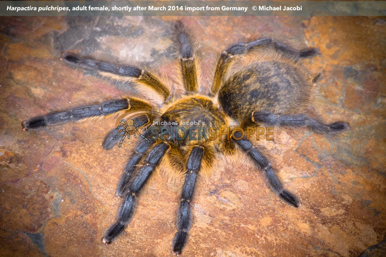 The First U.S.A. Breeding of Harpactira pulchripes