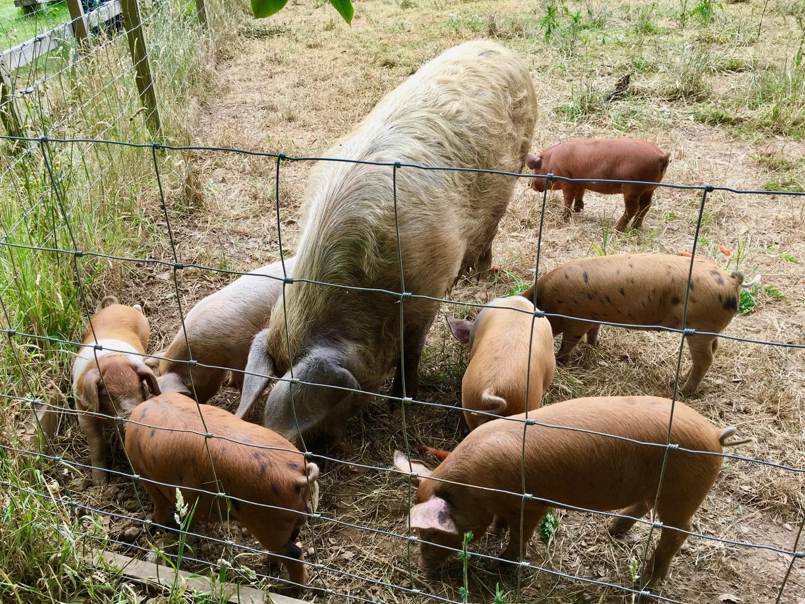 Quarr Abbey Pigs Isle of Wight