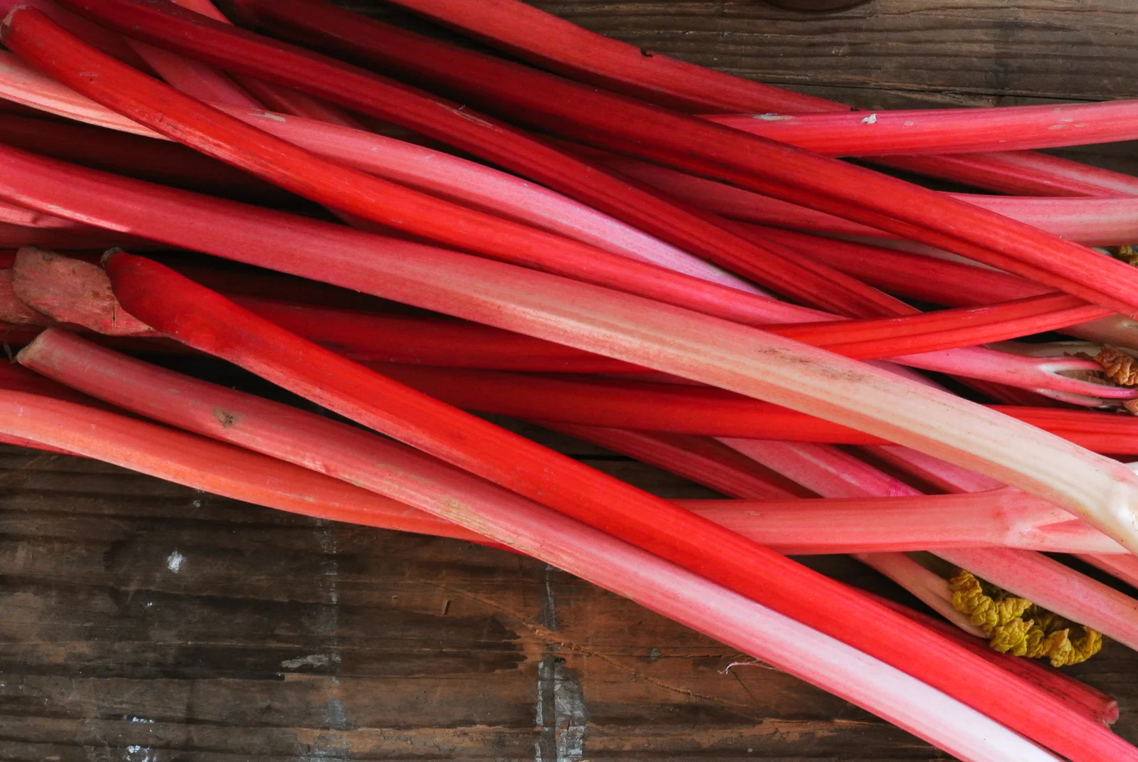 Forced rhubarb stalks on wooden table