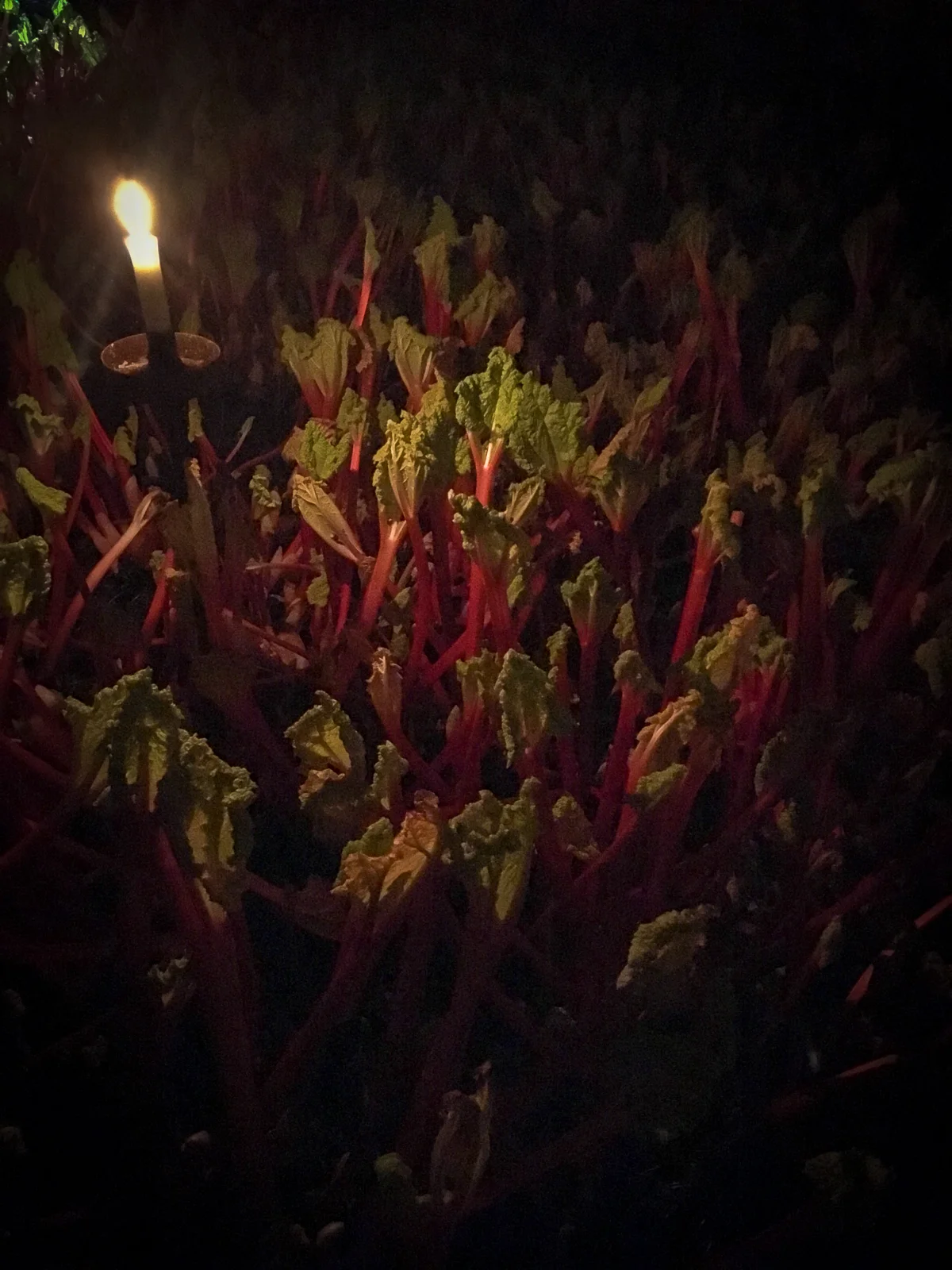 E.Oldroyd and Sons Ashfield Farm Carlton - Rhubarb Forcing Shed