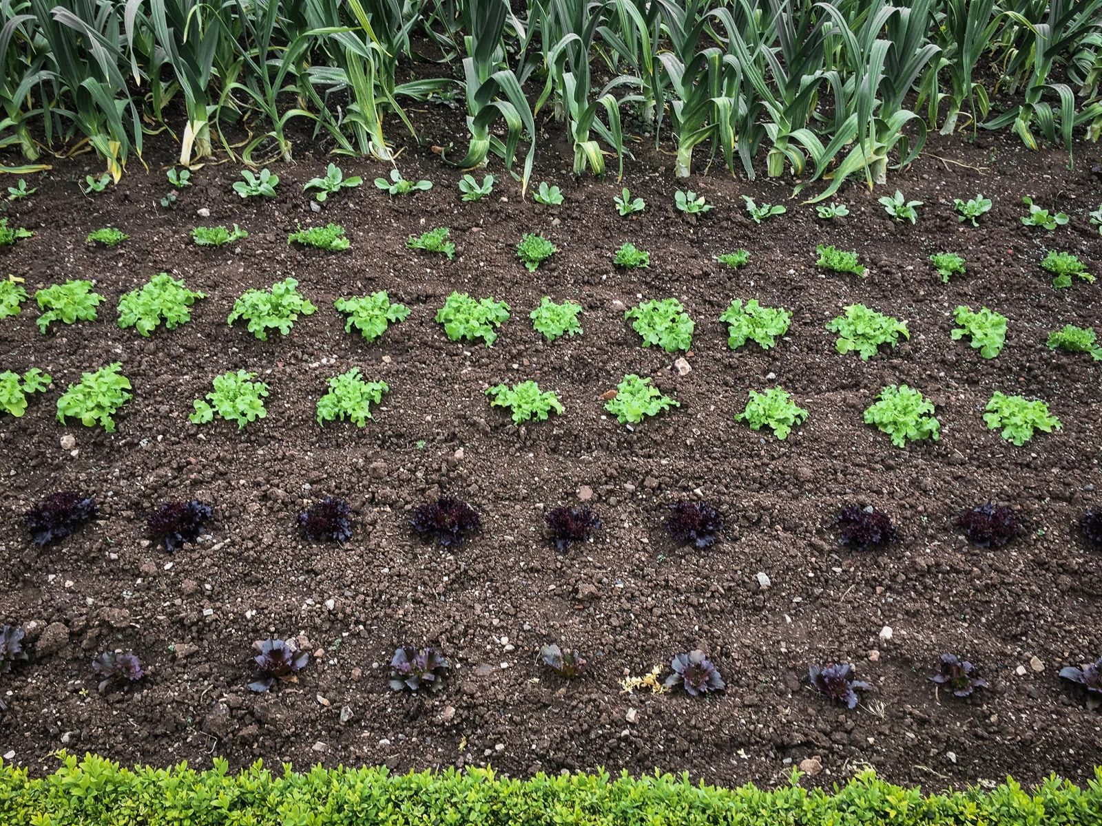 The Ethicurean Vegetable Patch
