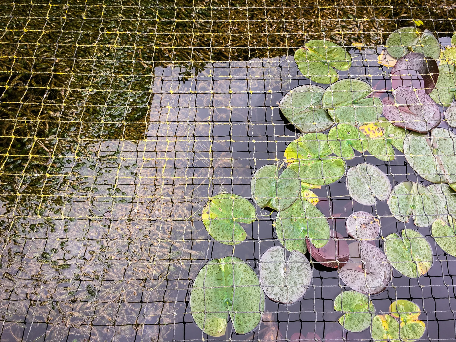 The Ethicurean Pond