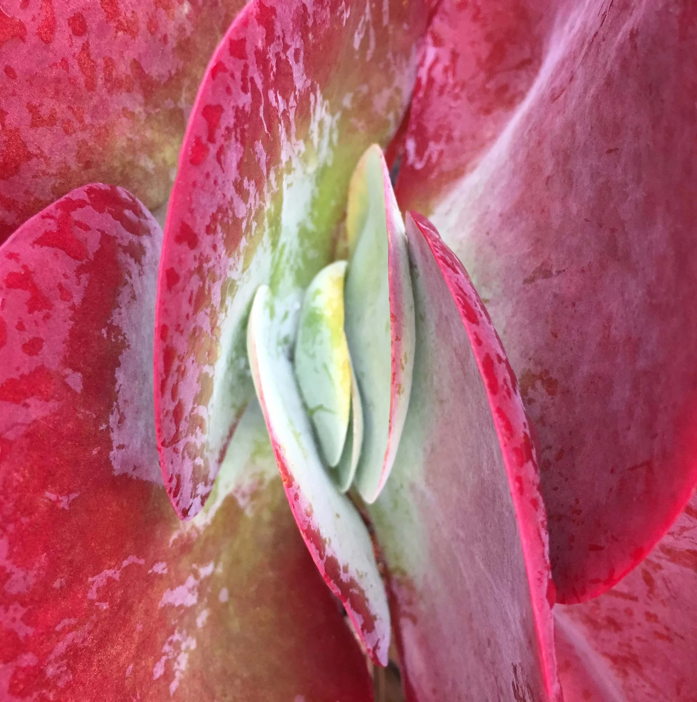 IMG_0516_cropped_v2_for web.jpg