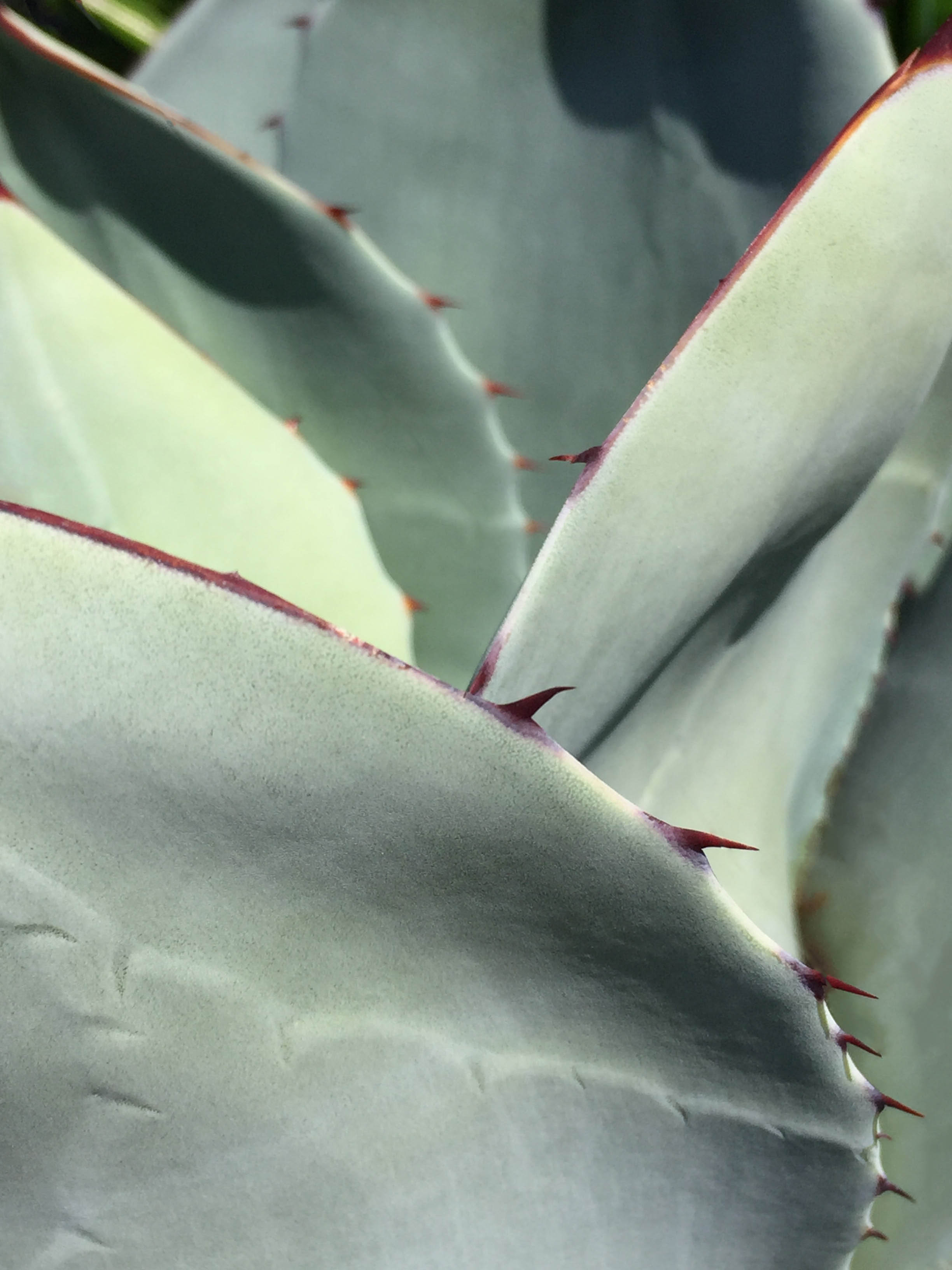 Cryptic Cactus on Metallic Print