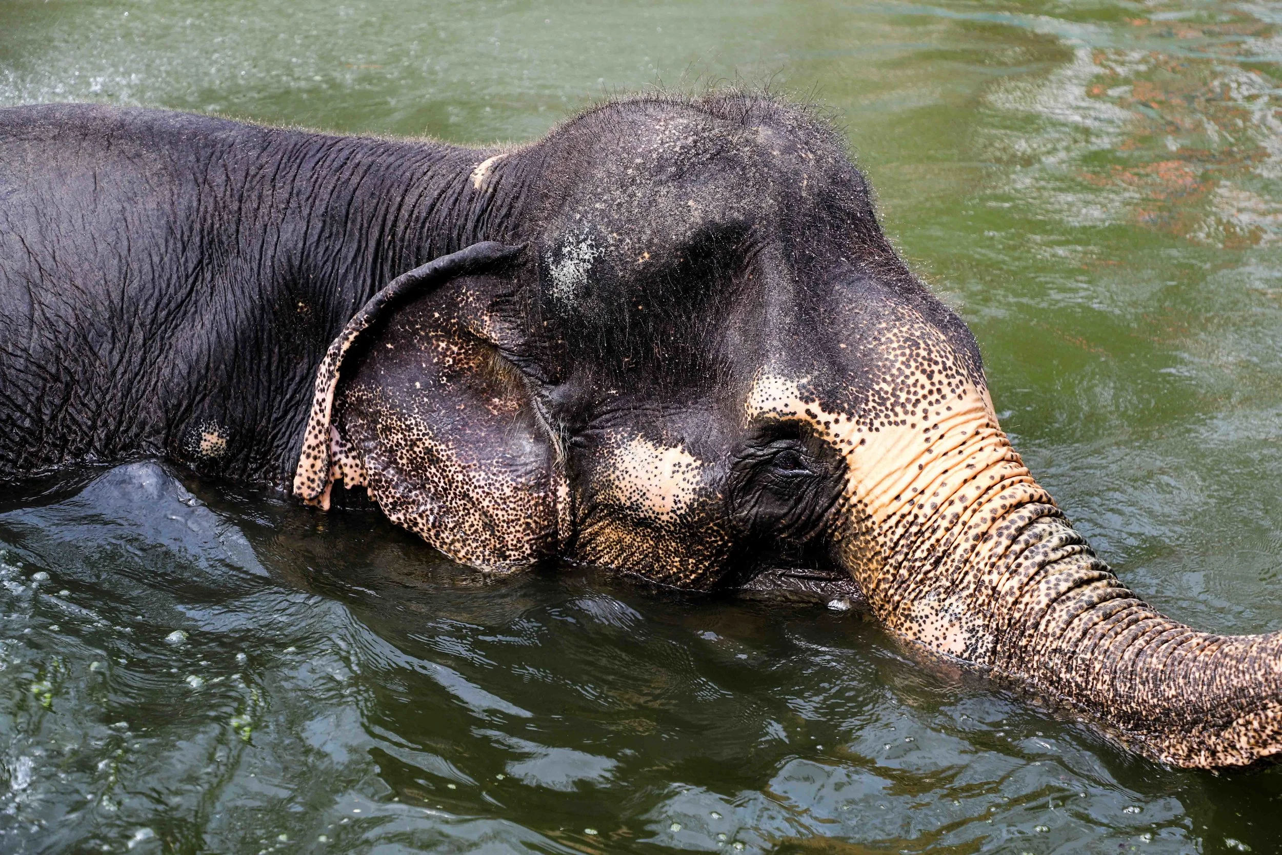 Elephant Cooling Its Jets on Metallic Print