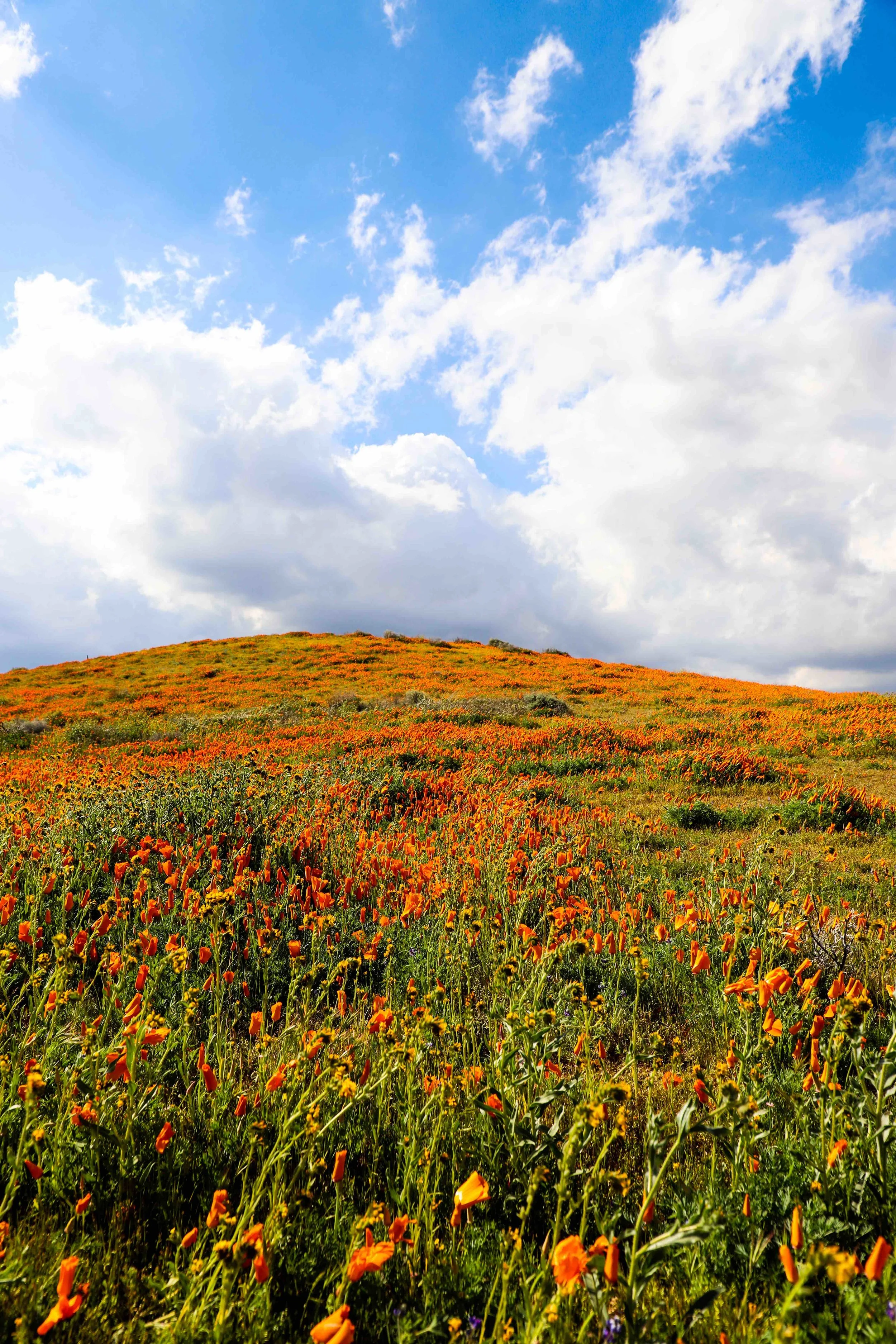 California poppies on Metallic Print