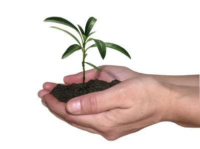 Small plant in hand.jpg