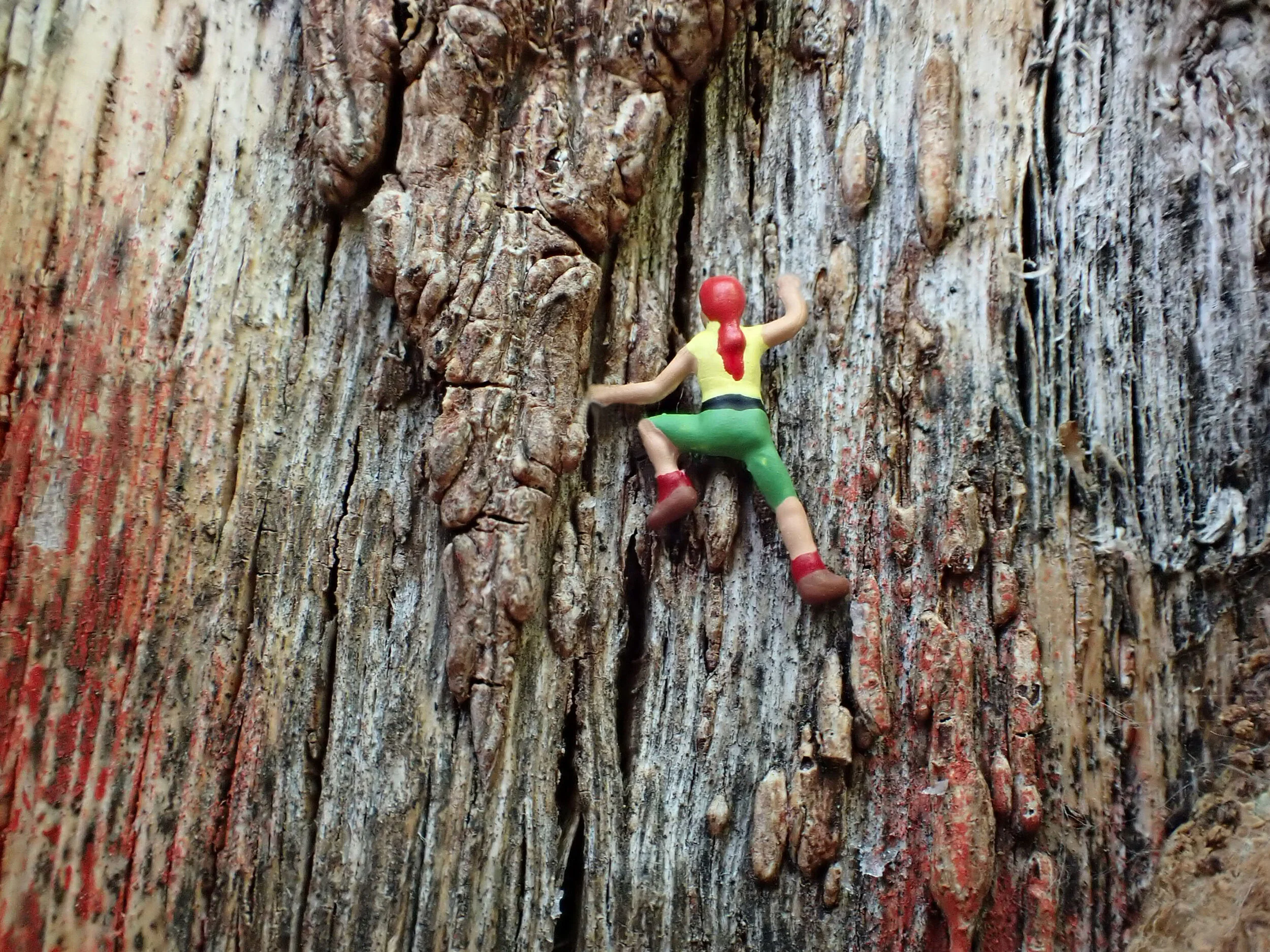 Tree-Climber_Becky-Wareing-Steele_2021_web.jpg