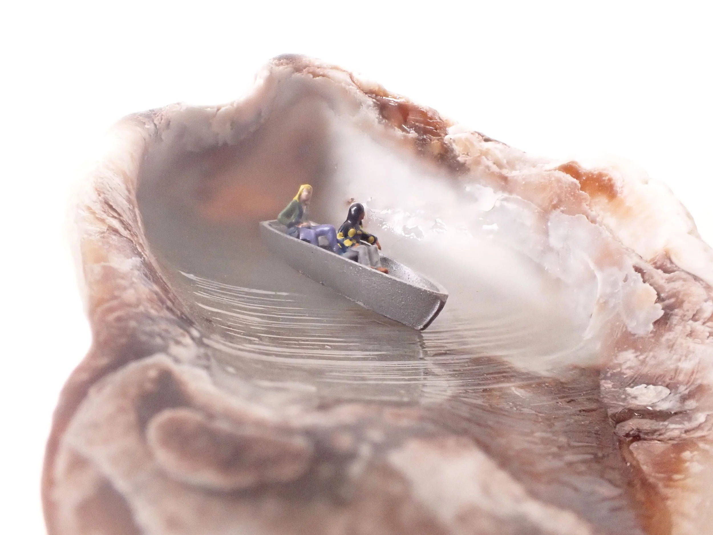 Seashell---1_8.jpg