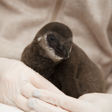 A baby penguin born to Derek, a female, and Geirfugl Colby Katz for the New York Times