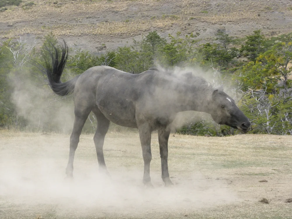 horse shaking.jpg