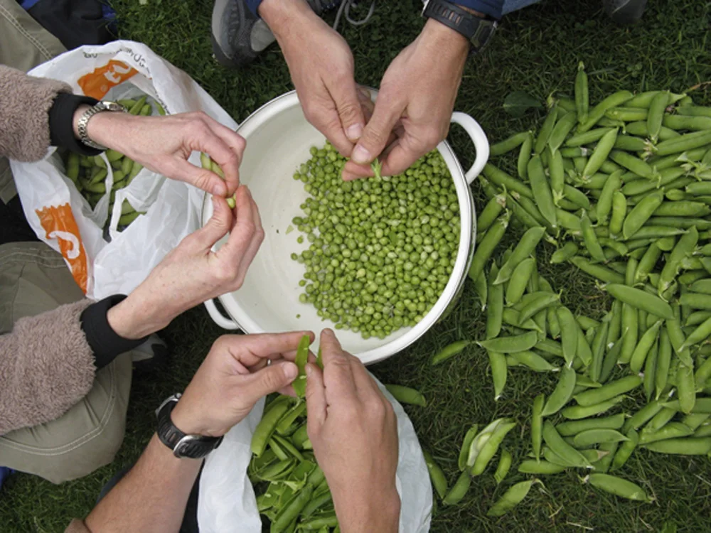 snap peas.jpg