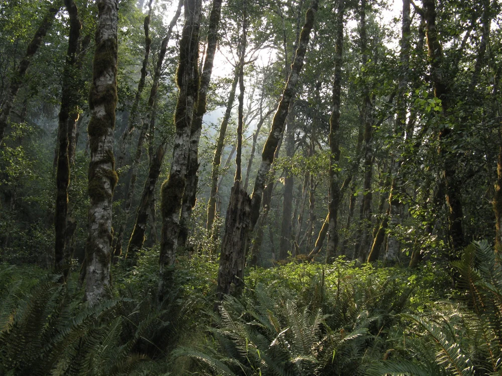 elwha.jpg