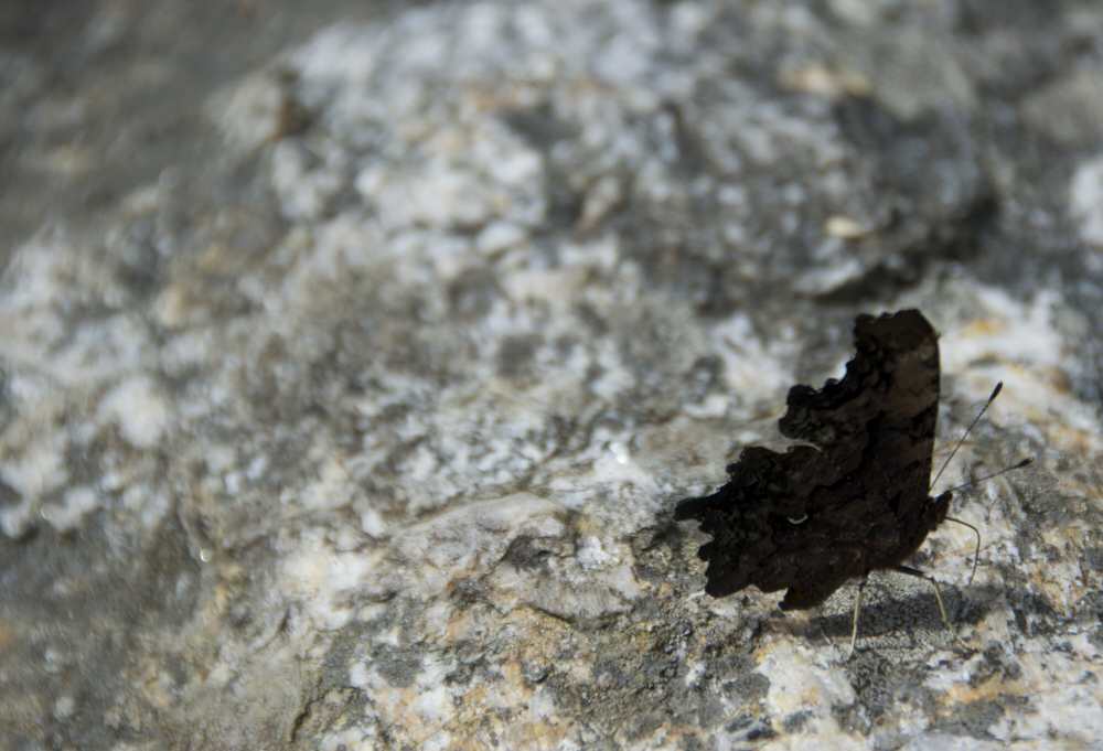 DSC_0567.jpg