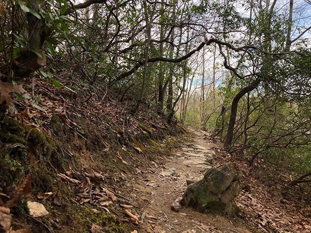 Pretty little section of trail #trailrun