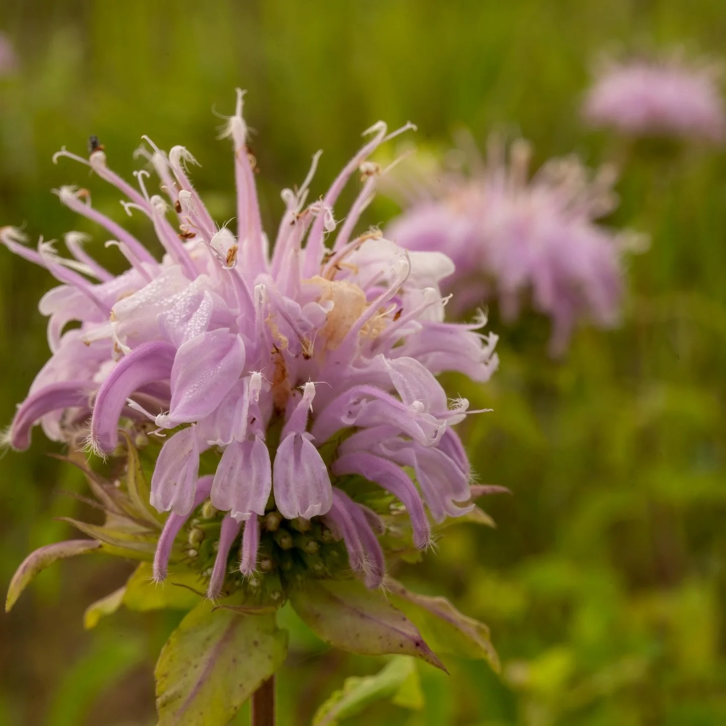 Shop our Silk Road Collection in store at our Chicago location and online at nurskincare.com. 

📷 of wild bergamot by @fisk.tom (scent featured in our Men&rsquo;s collection) 

#nurskincare #apothecary #chicago