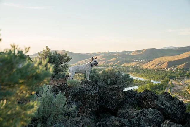 @m.schenk_ pup Finn takes in the Boise views.