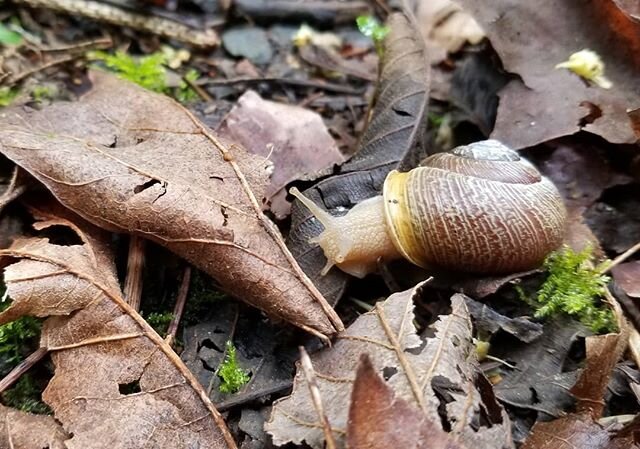 Places to be 🐌
.
.
.
.
.
.
.
.
#myquarantinelifebelike #snail #nature #naturephotography #spring