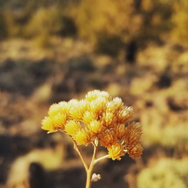 Desert Bloom
.
.
.
.
.
.
.
#bend #flower #hike #dayhike #oregon #adventure