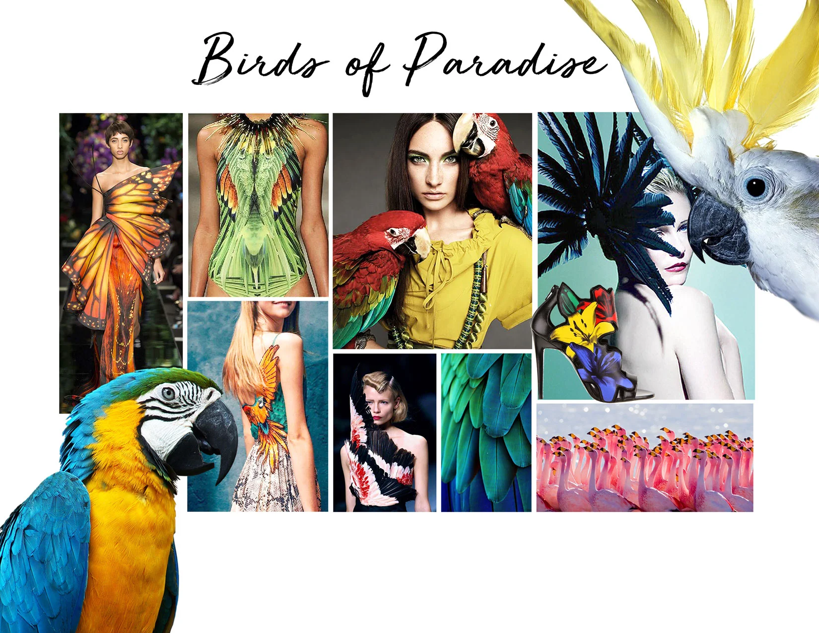 BIRDS-OF-PARADISE-MOODBOARD-UPDATE.jpg