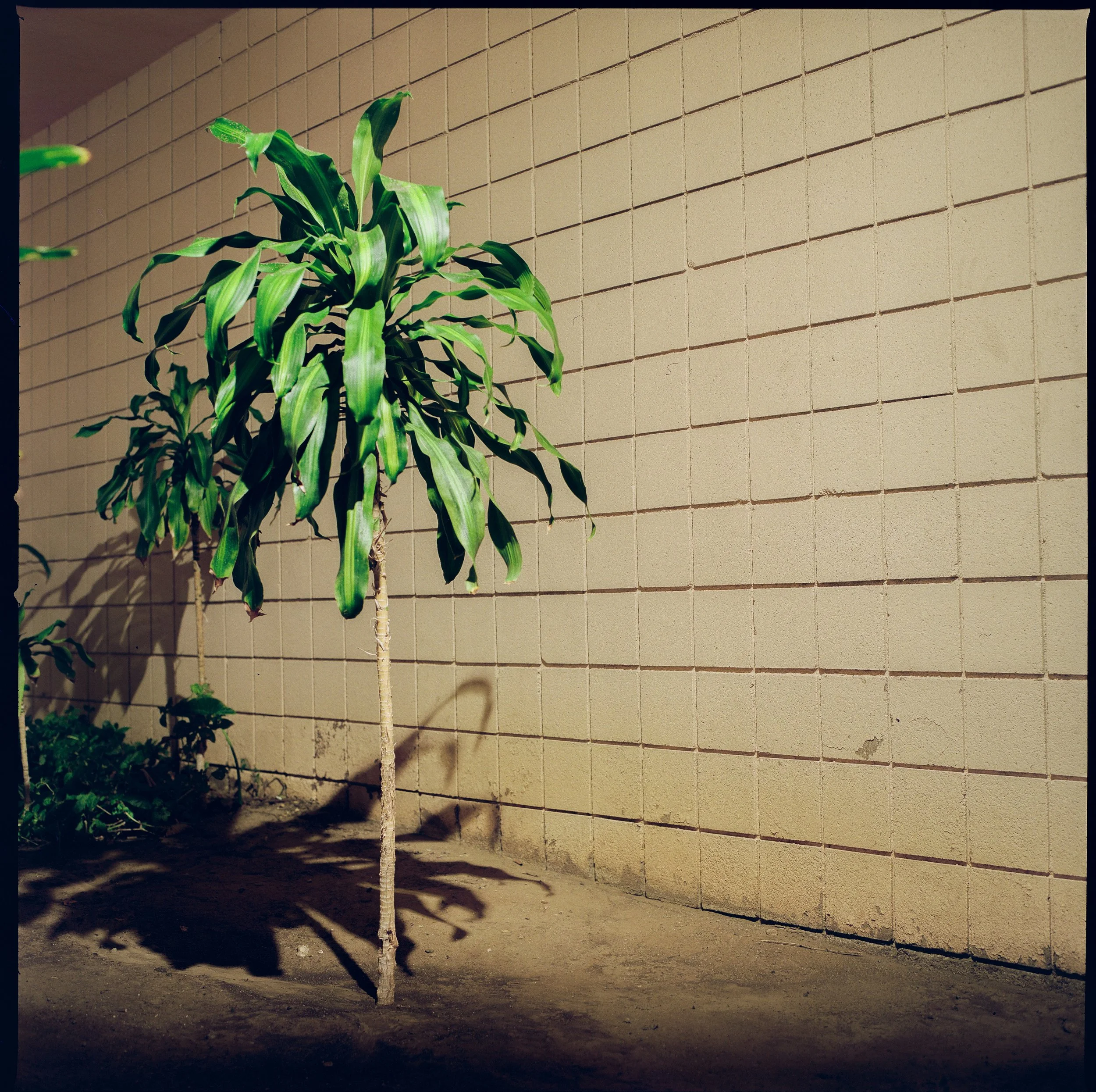 condoplant-1.JPG