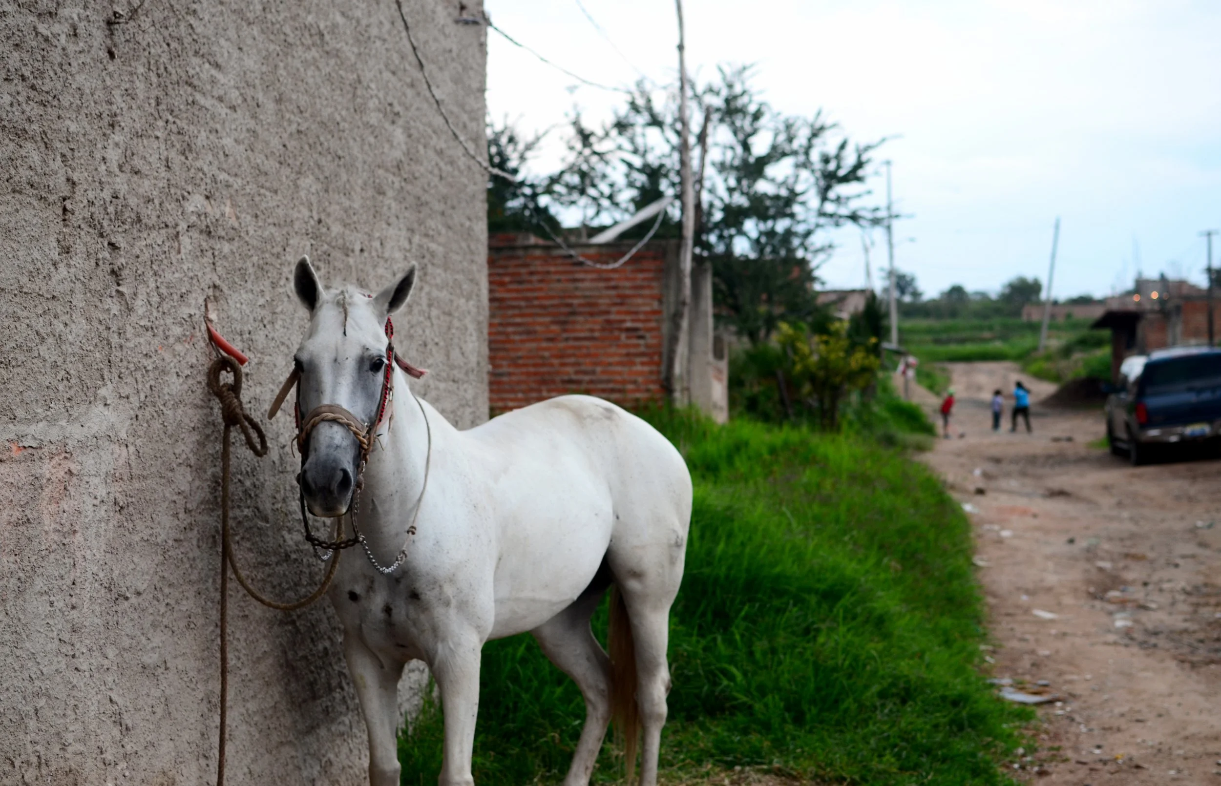 horse_focus.jpg