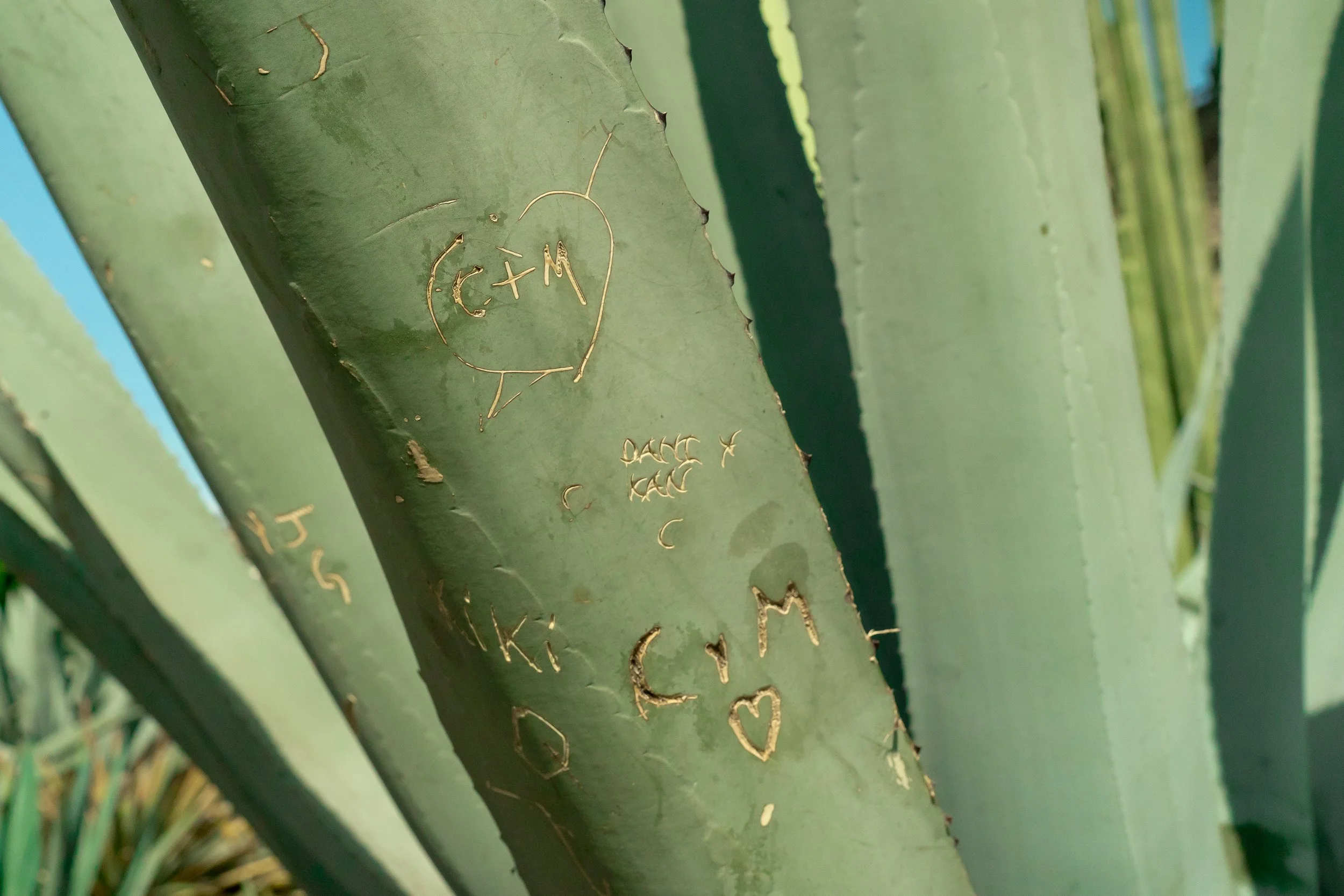 Cactus and dog.jpg