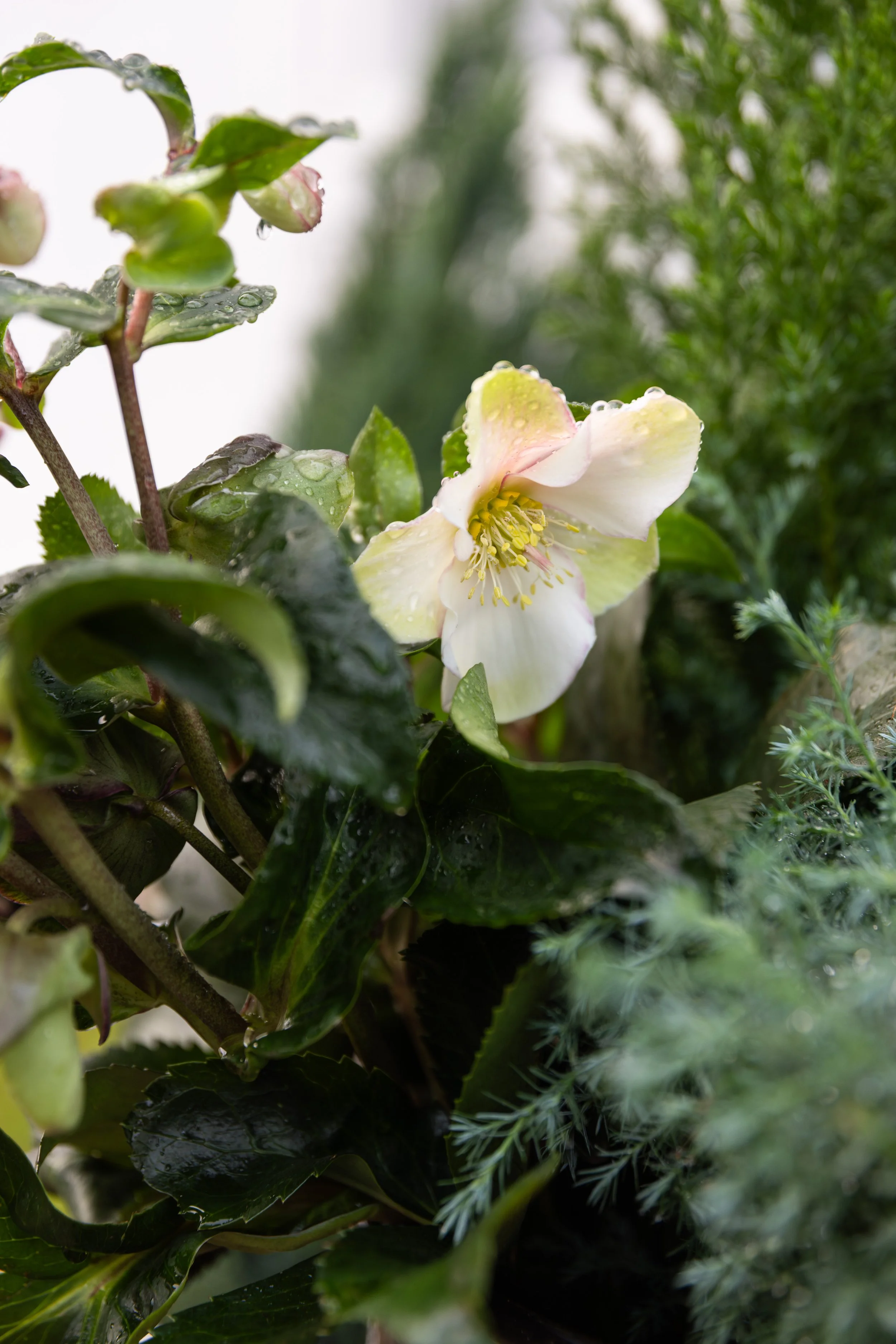 plantasjen jul-120.JPEG