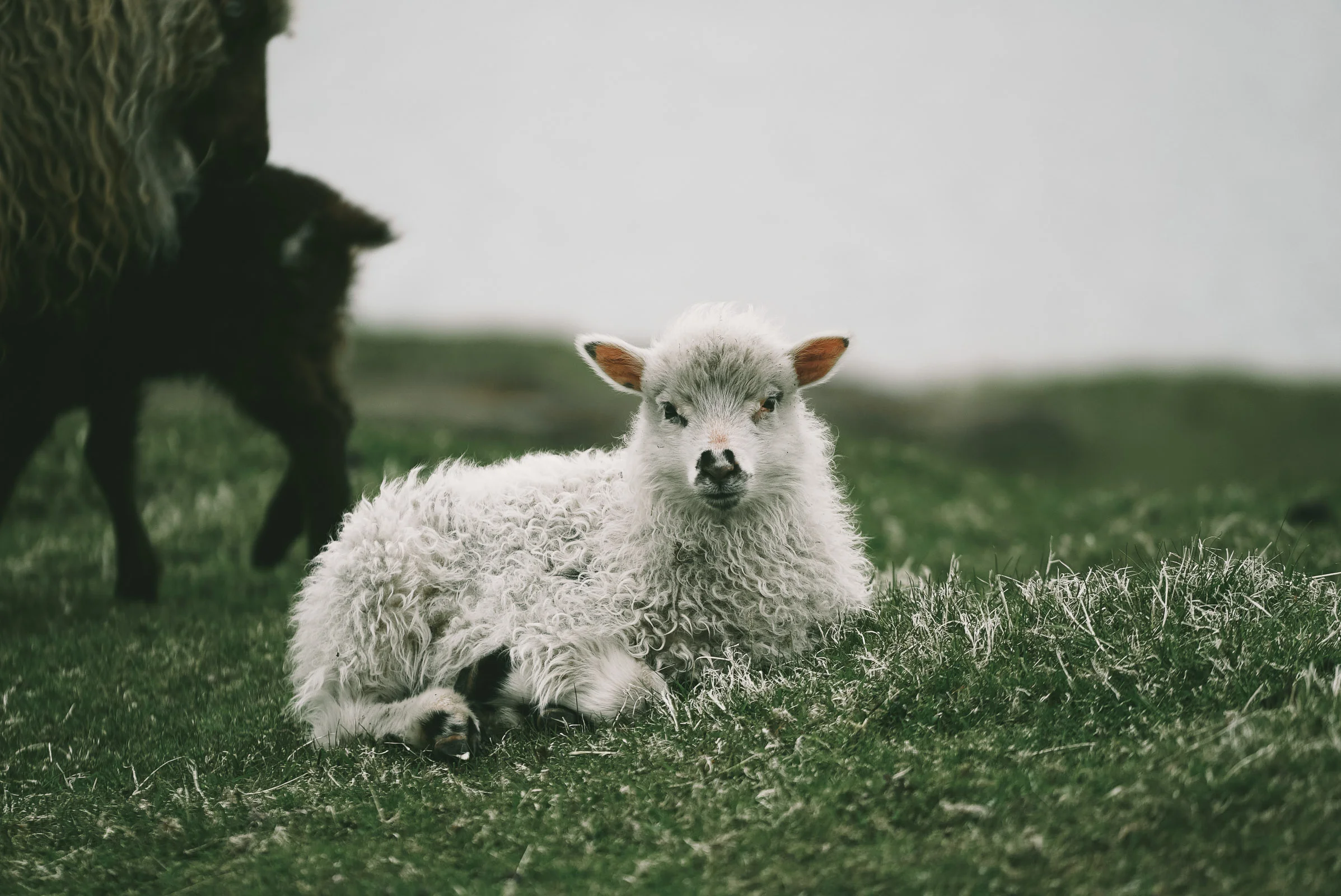 FaroeIslands (49 of 49).jpg