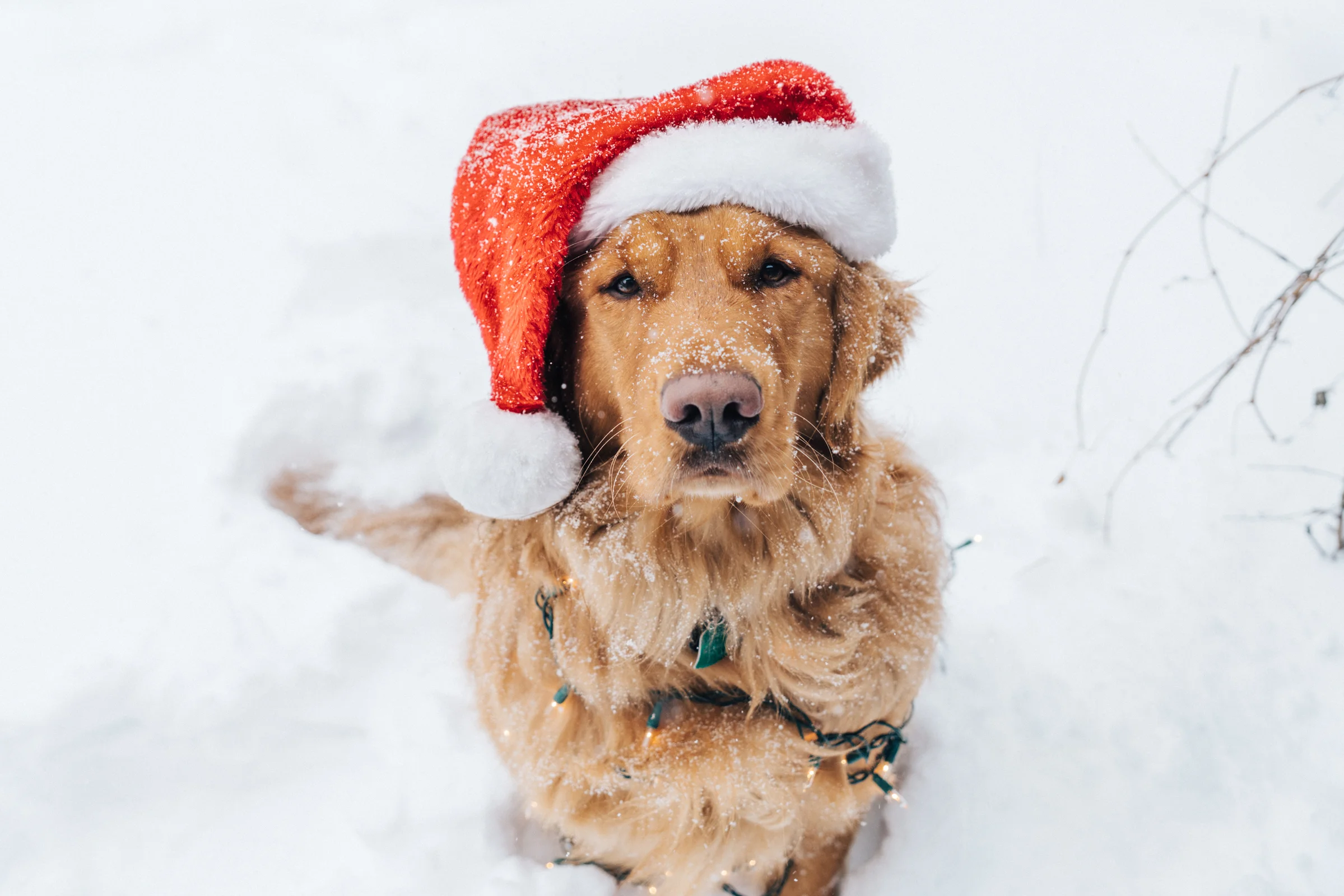aspenthemountainpup-web-3.jpg