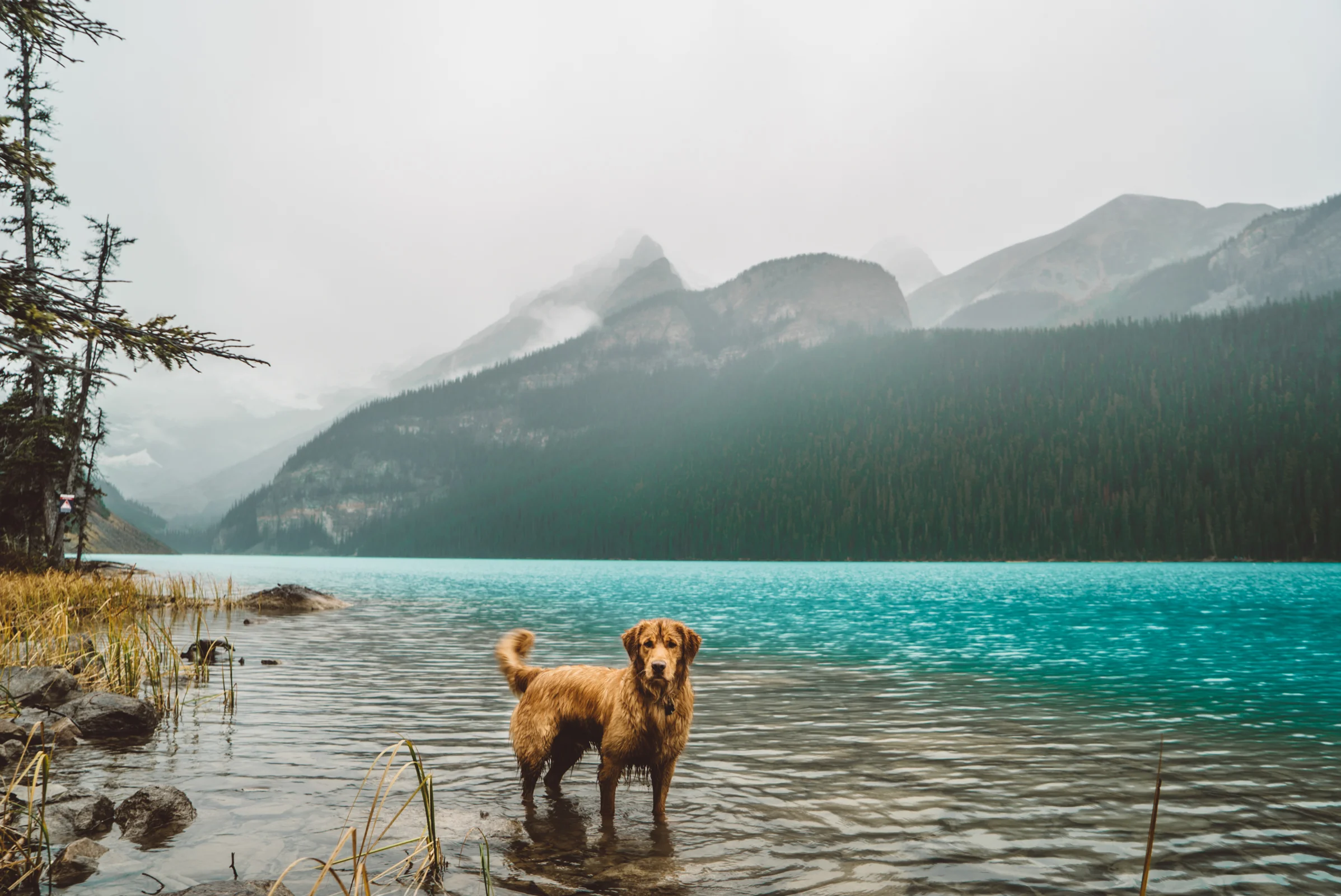 aspenthemountainpup-web-4.jpg
