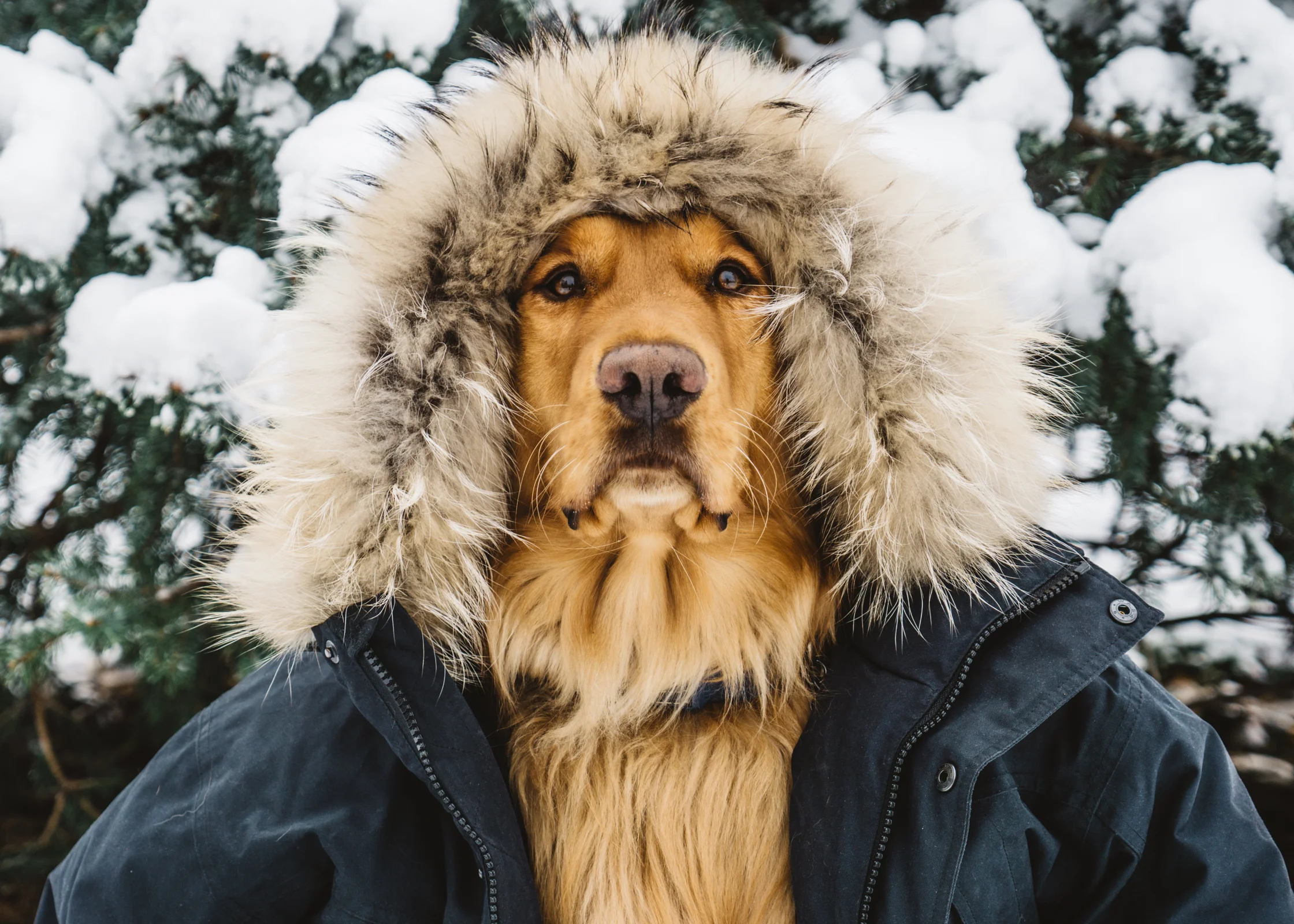 aspenthemountainpup-web-6.jpg