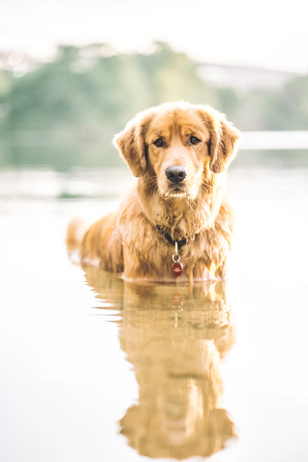 aspenthemountainpup-web-5.jpg