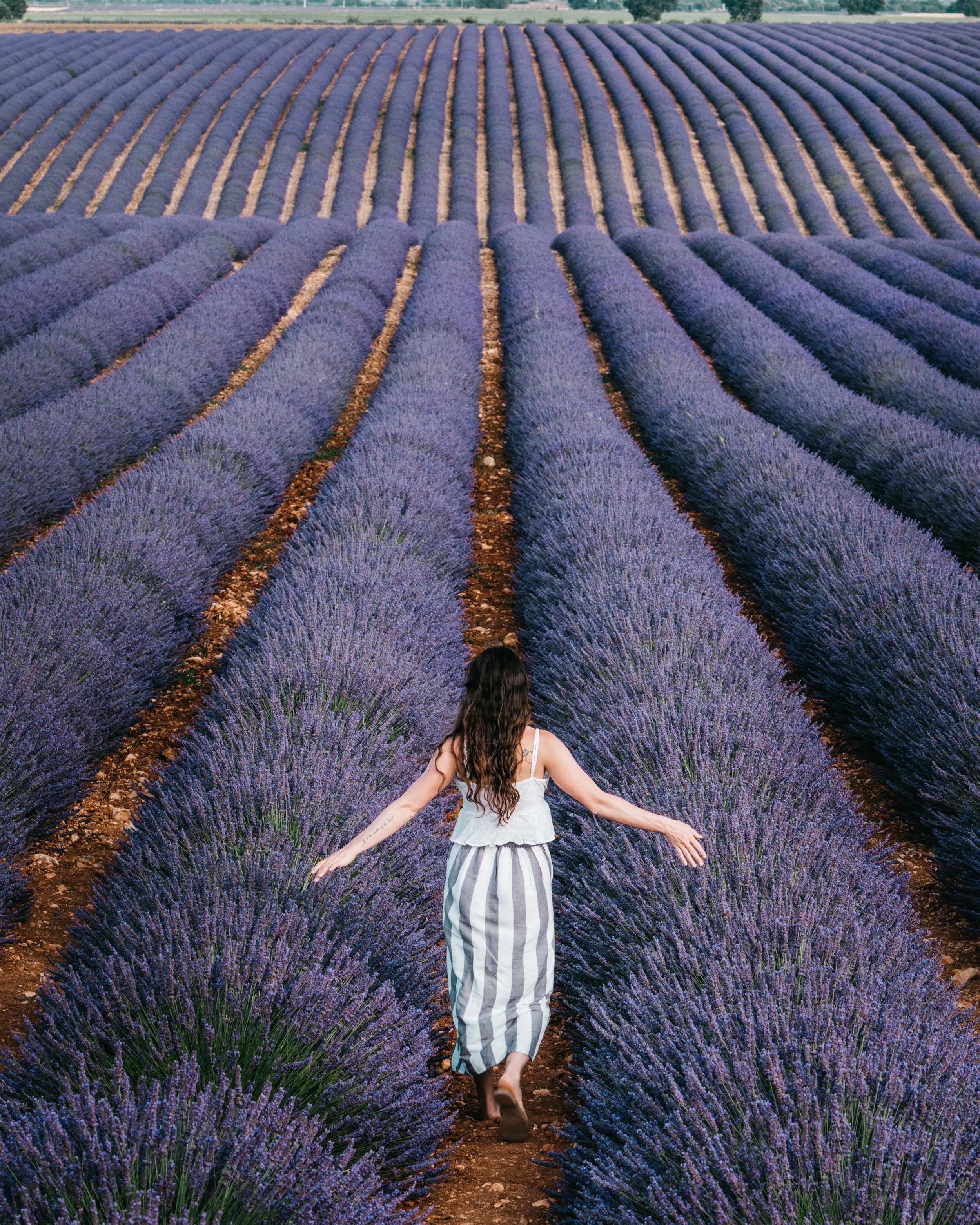 lavender-fields-3.jpg