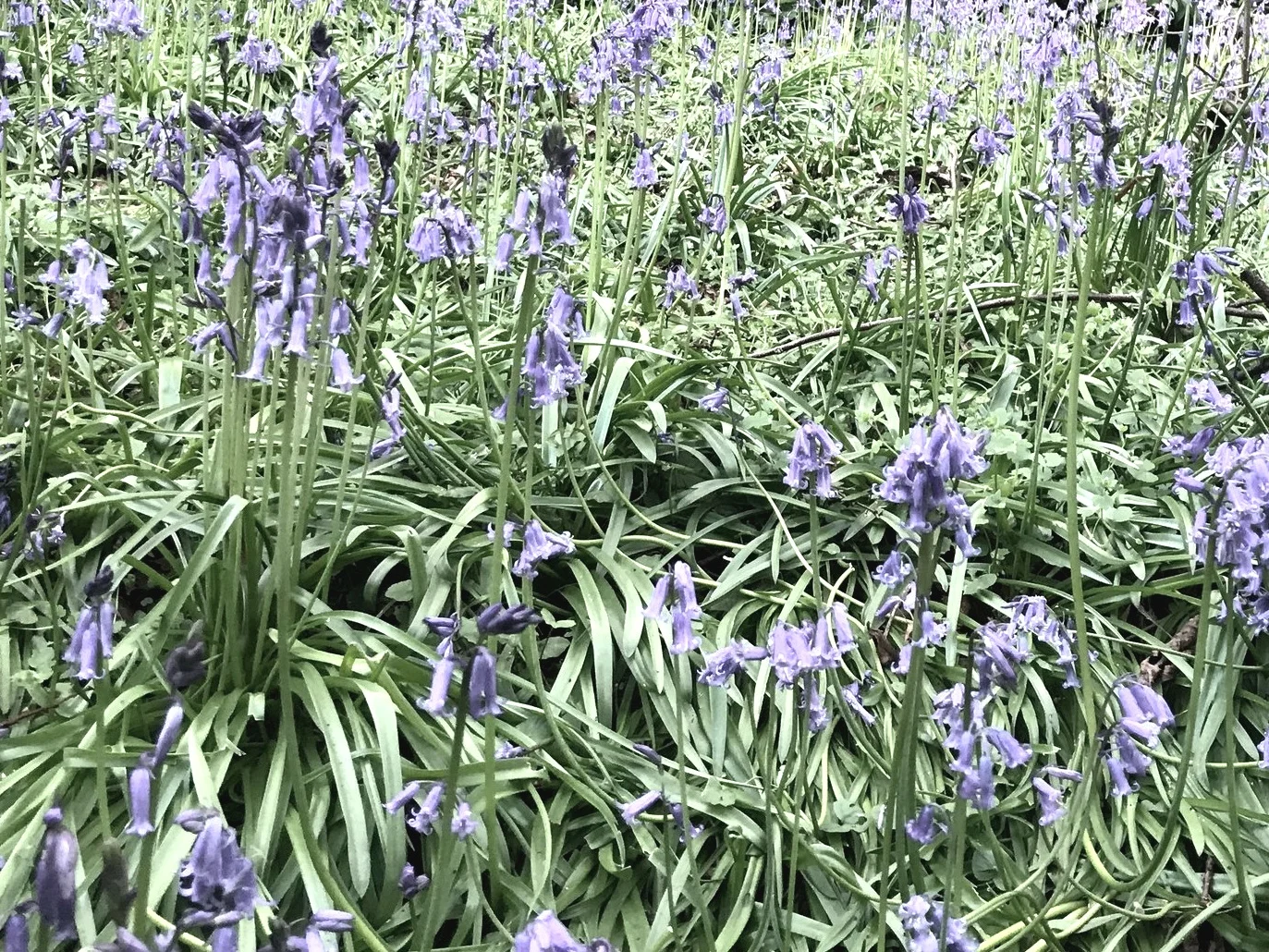 Bluebell woods