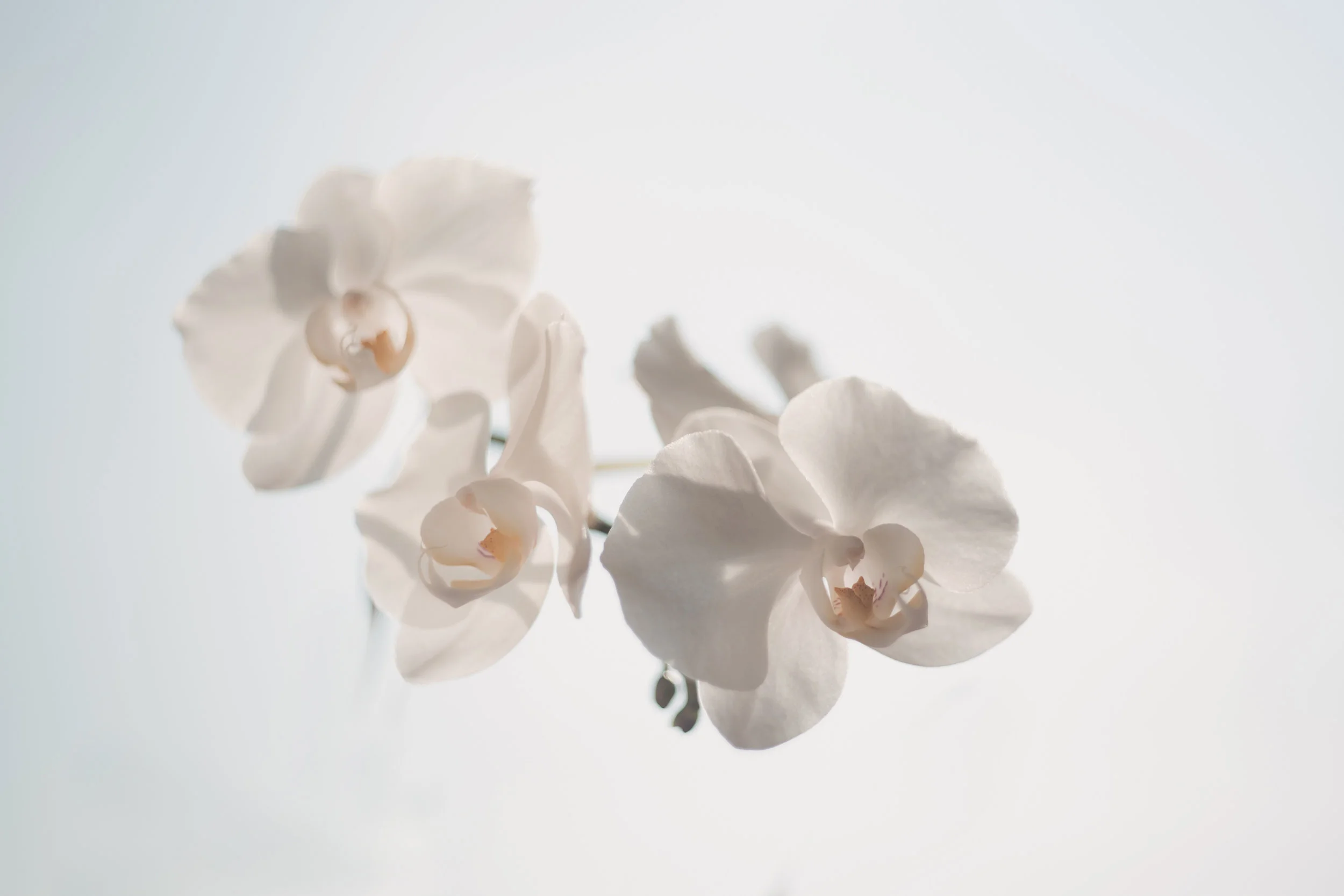 white orchids faded elegant.jpeg