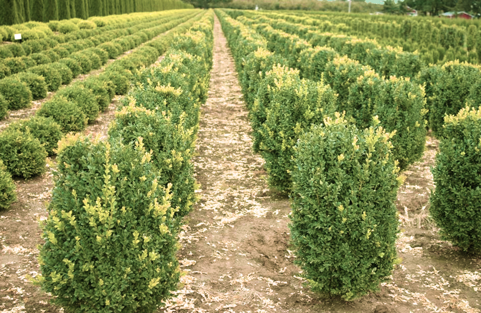 Buxus_m.jpg