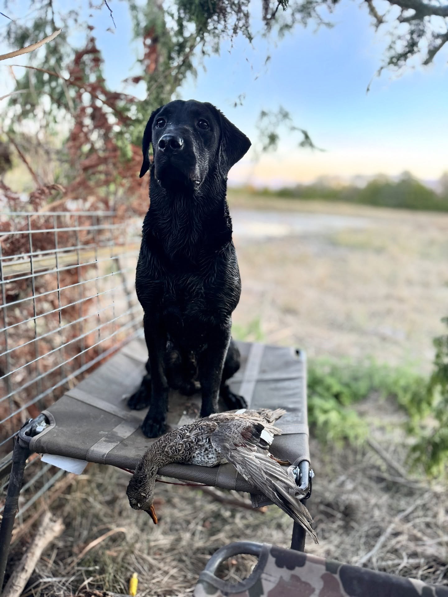 Ready for another weekend with my boy Banner