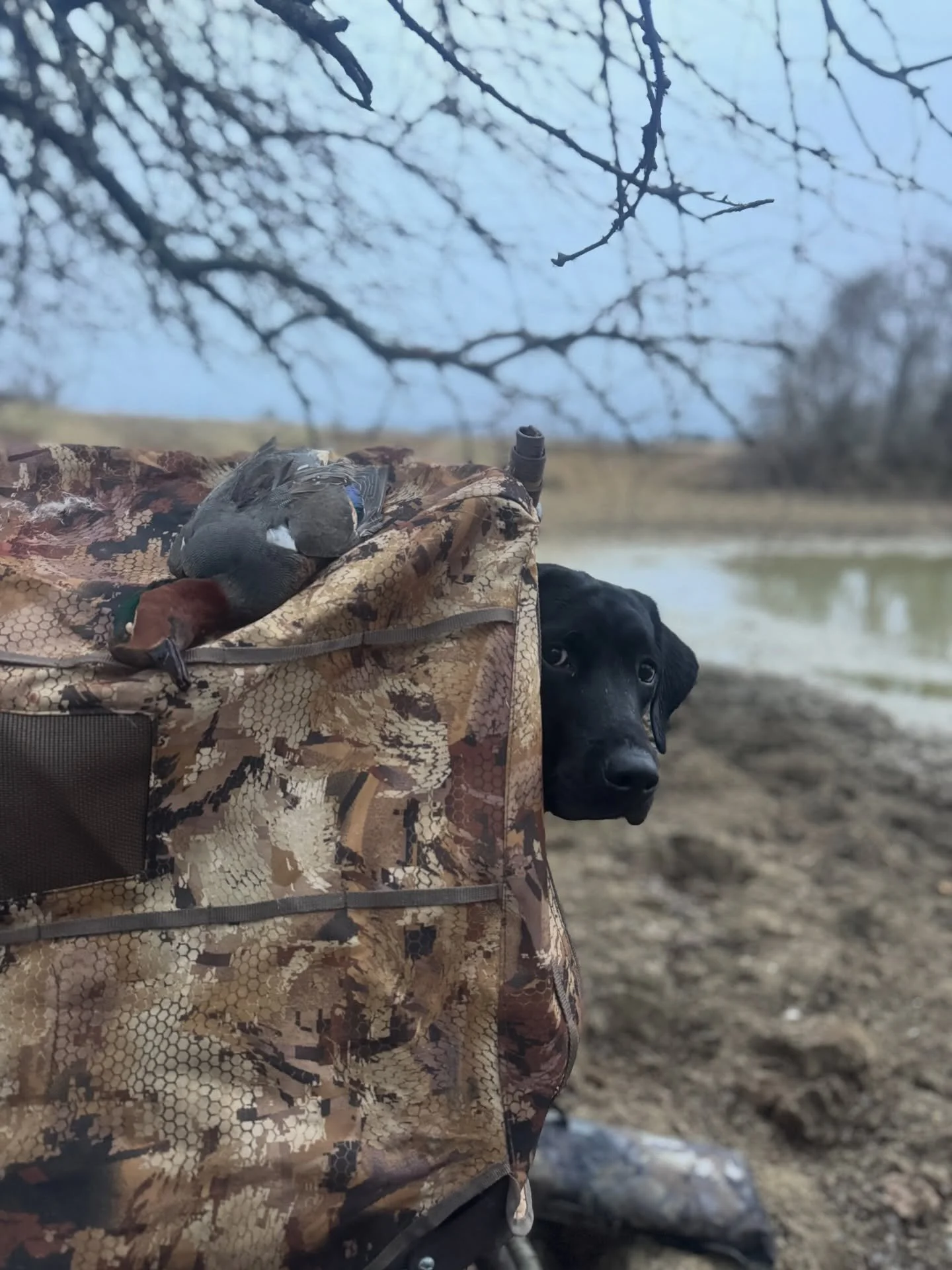What do you mean where done? it feels like it just started. Banner is the best thing about this season. At almost a year old now I love watching his growth. Seeing him putting all the parts together I know he&rsquo;s going to be a fantastic duck dog.