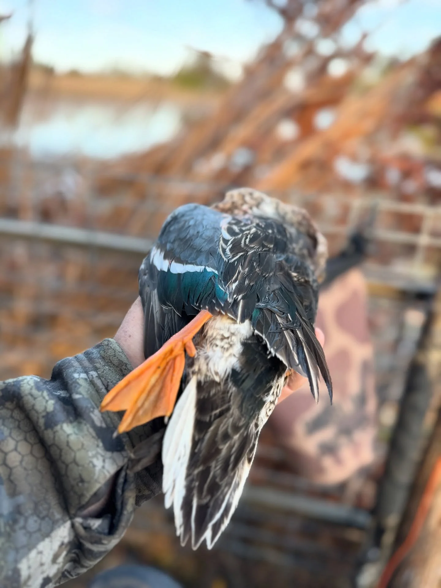 Weekend recap:
Polaris Ranger broke. Fixed it.
Shower broke. Didn&rsquo;t fix it.
Ducks fell from the sky. Pigs came in asking for trouble.
Pretty normal around here.&rdquo;

#KillerChefs #HuntUpAGoodMeal #DuckSeason #PigTime #TexasLife #RanchDays #F