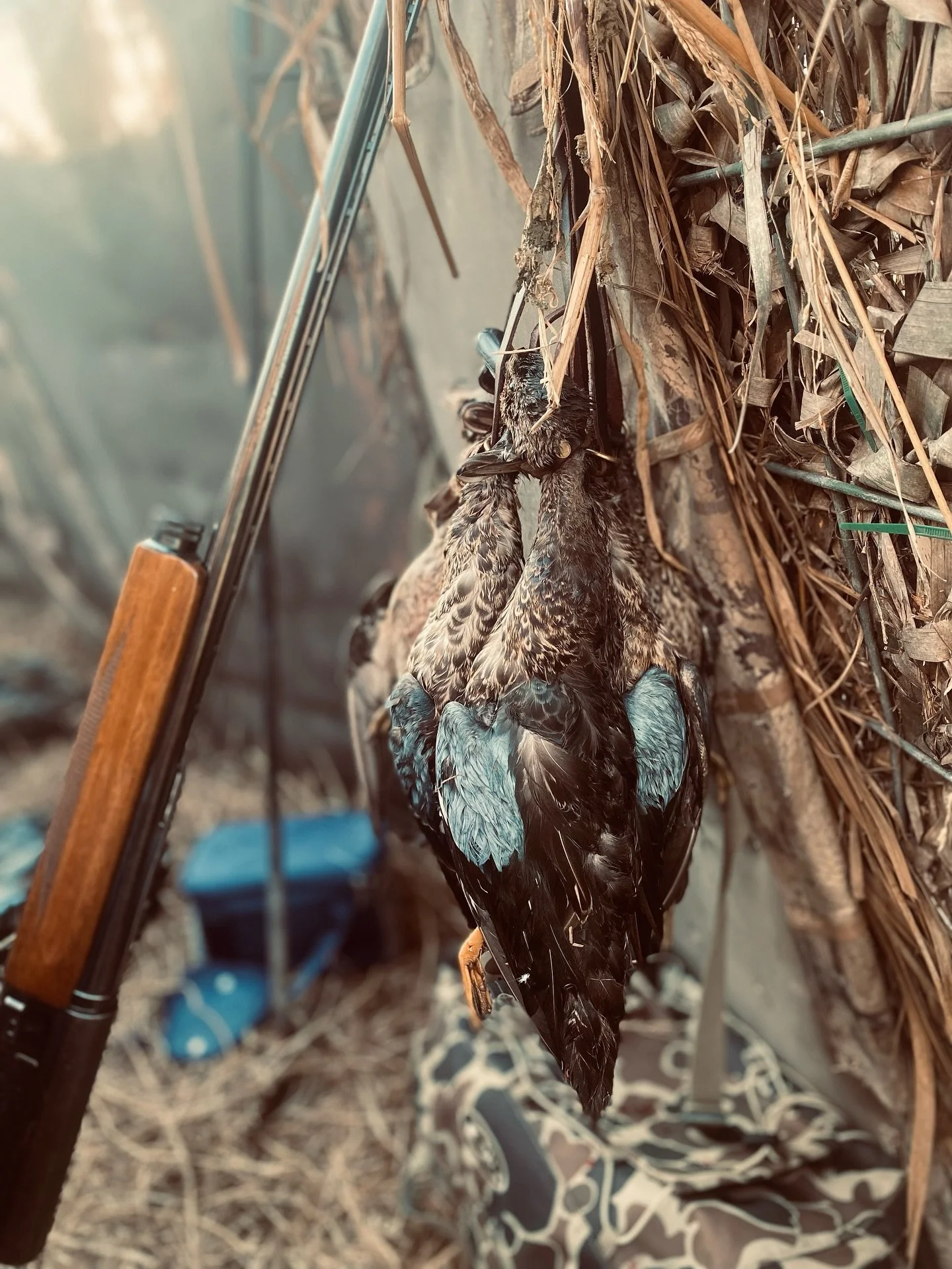 I think North Texas is totally going to loose out on teal season this year. Starting on the 20th?! Back in 2018 is was on the 15th 2023 it was the 9th. Not sure how Austin figures these things out apparently it&rsquo;s a 20 sided dice. Oh well I&rsqu