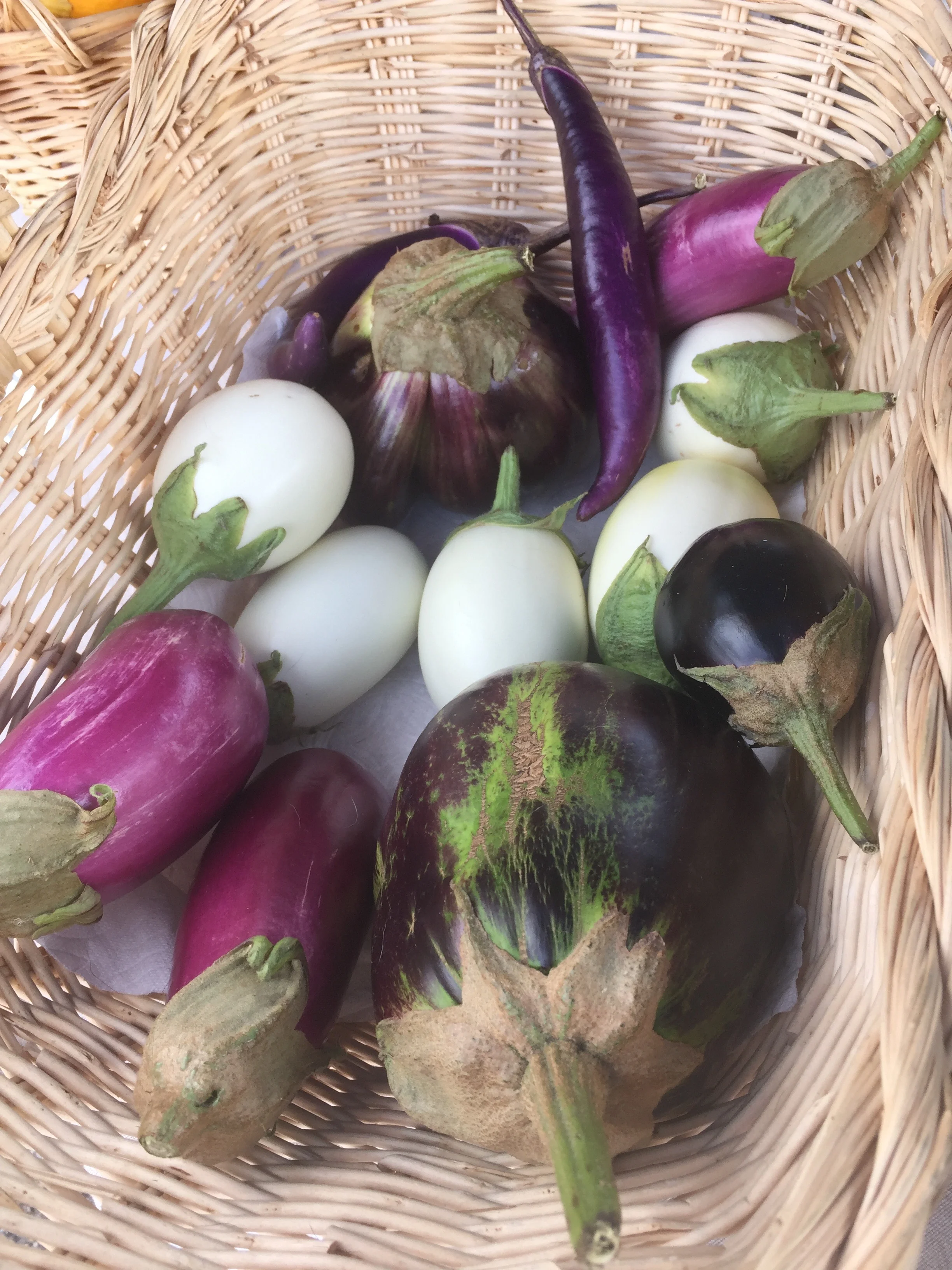 Japanese White Egg, Rosita, New York Improved and Japanese Pickling Eggplants