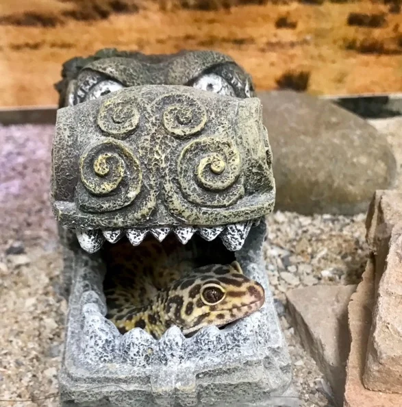 Carlos, the world's oldest leopard gecko...and Pearl's office mate.