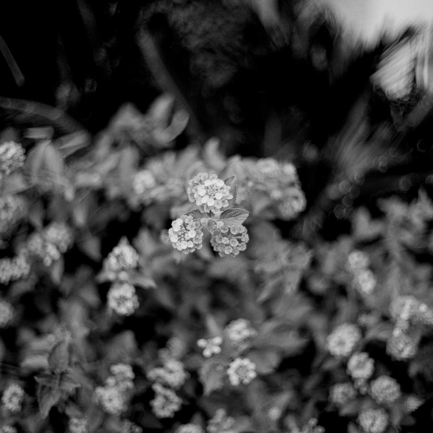 Scan004.jpg
