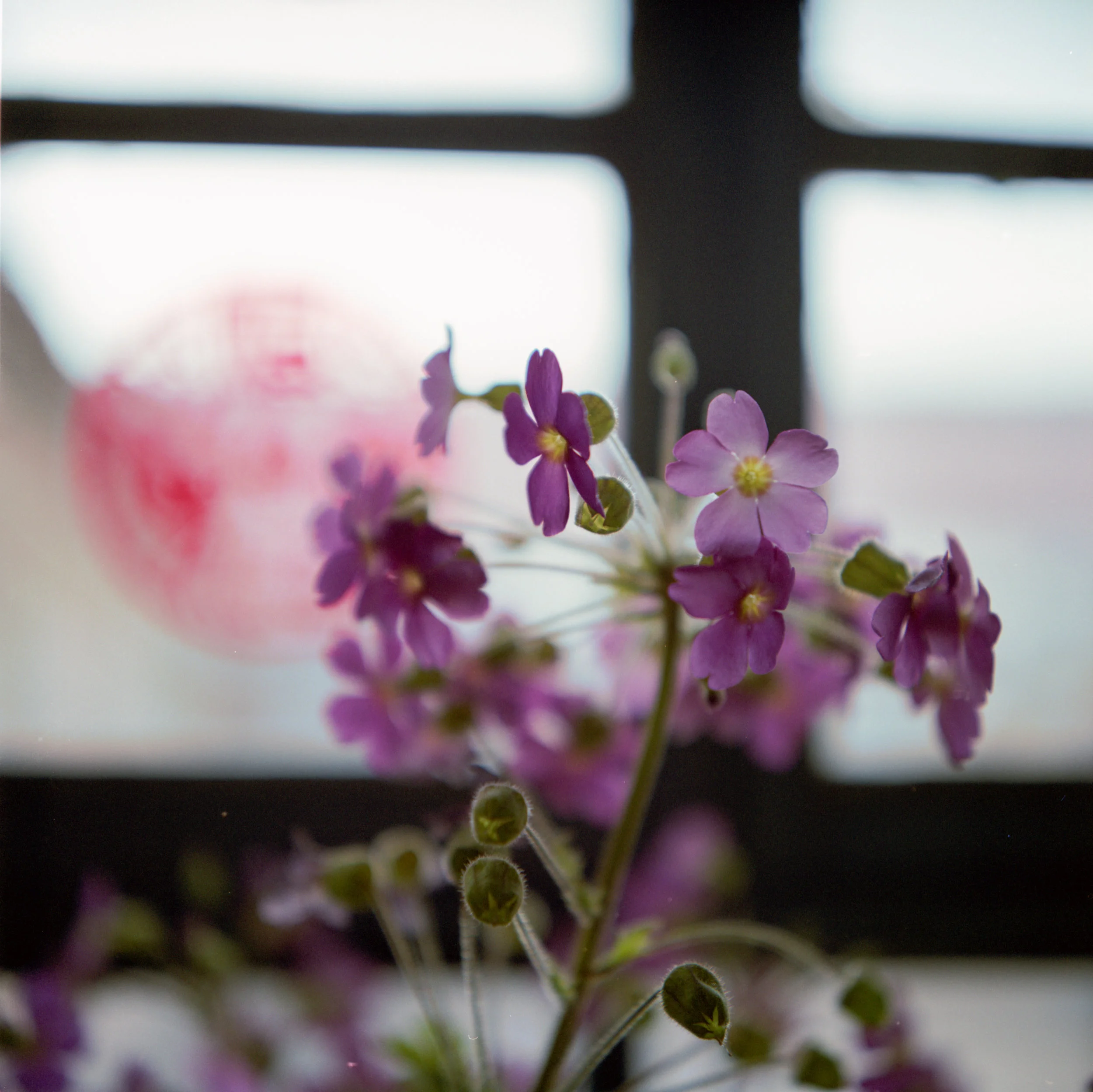 Image1 12.jpg