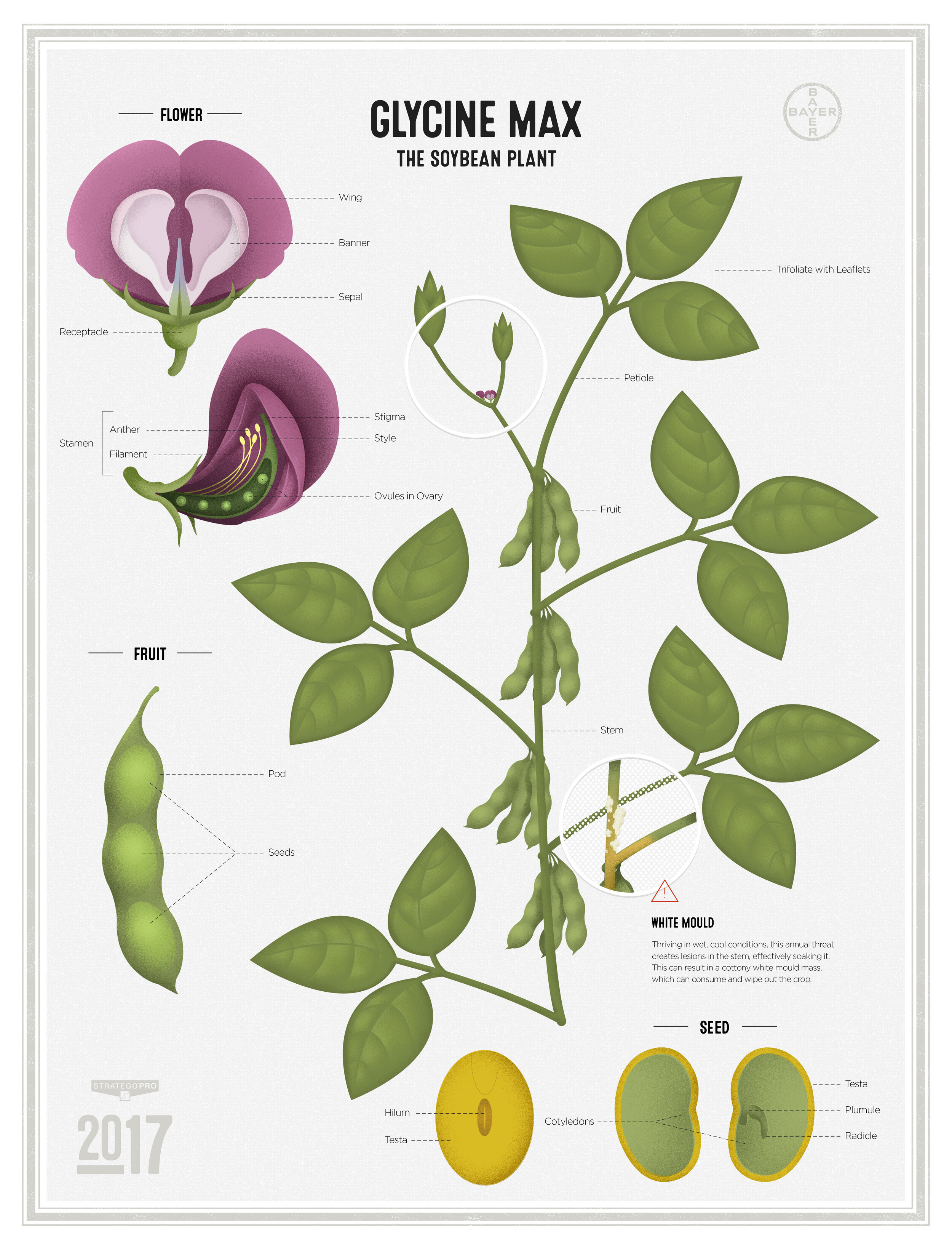 Soybean-DM-Poster.jpg