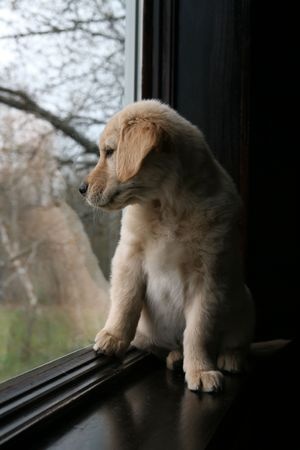 Include pets in your home fire evacuation plan