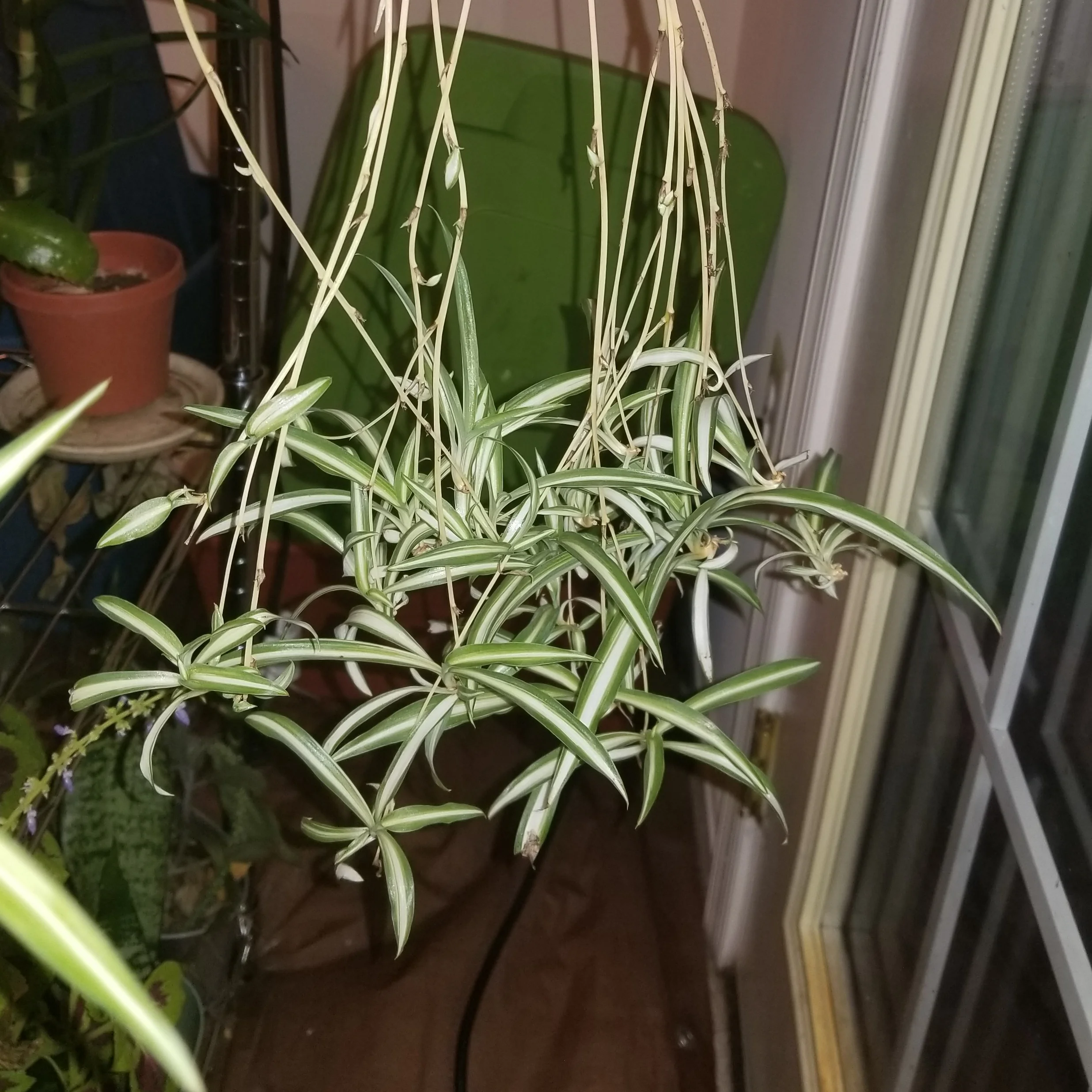 Baby Spider Plants