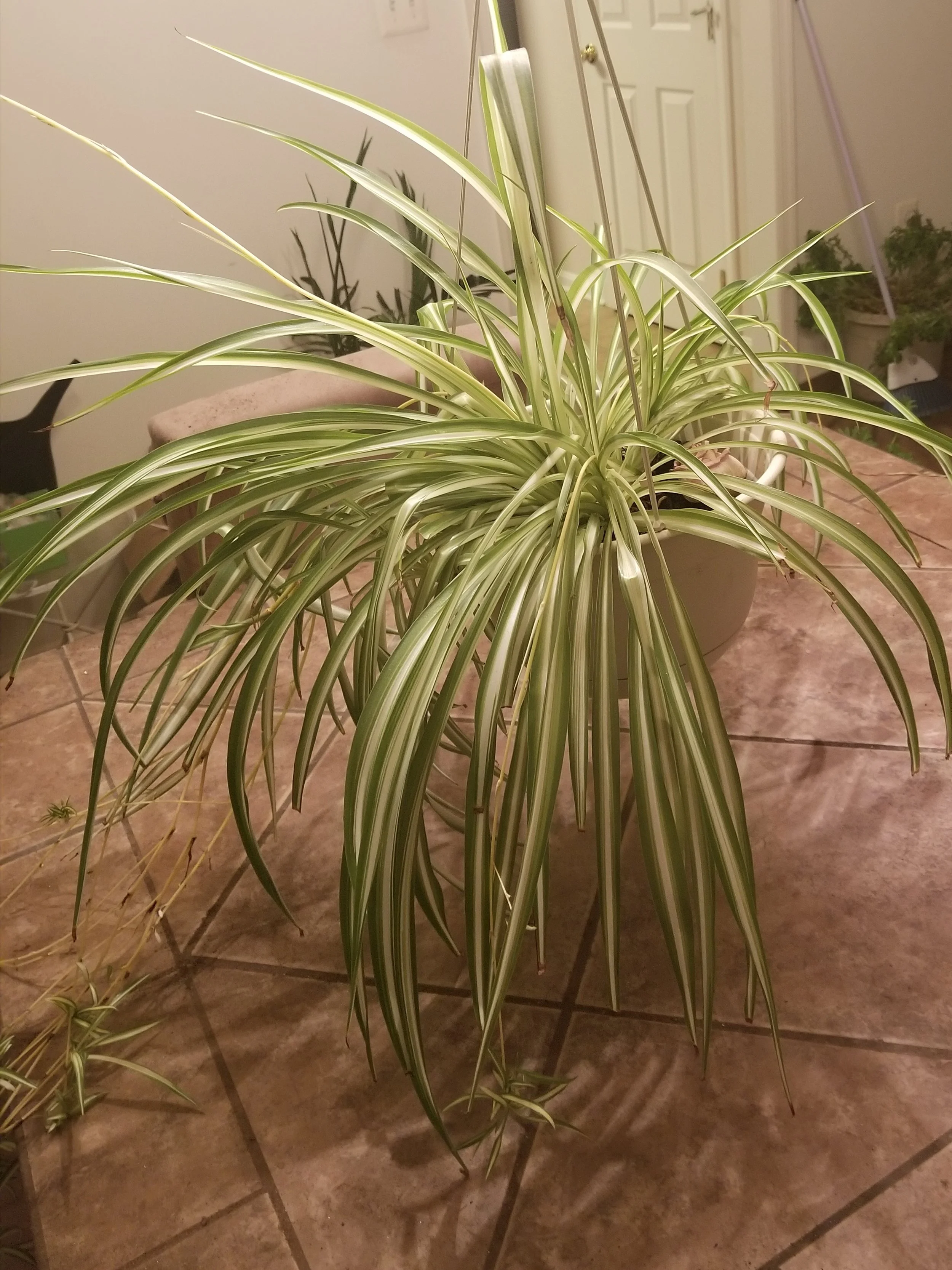 Spider Plant