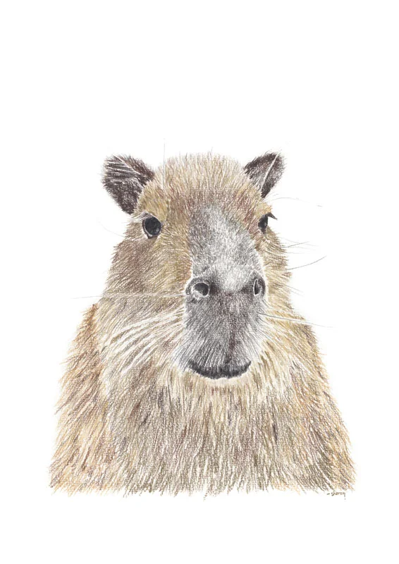 Capybara